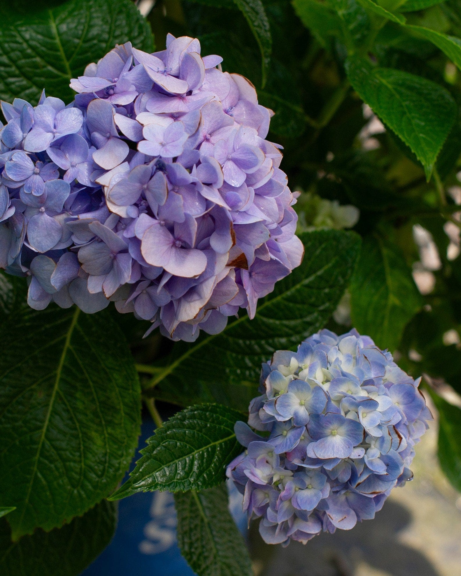 Hydrangea The Original - view 5