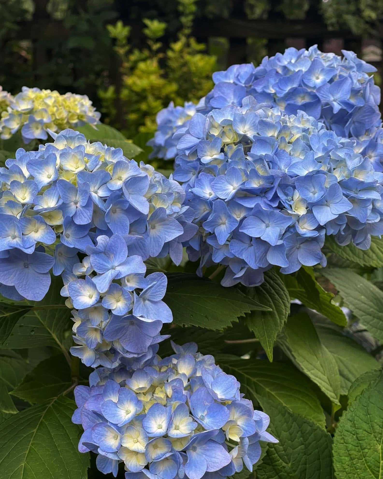 Hydrangea The Original - Main Image