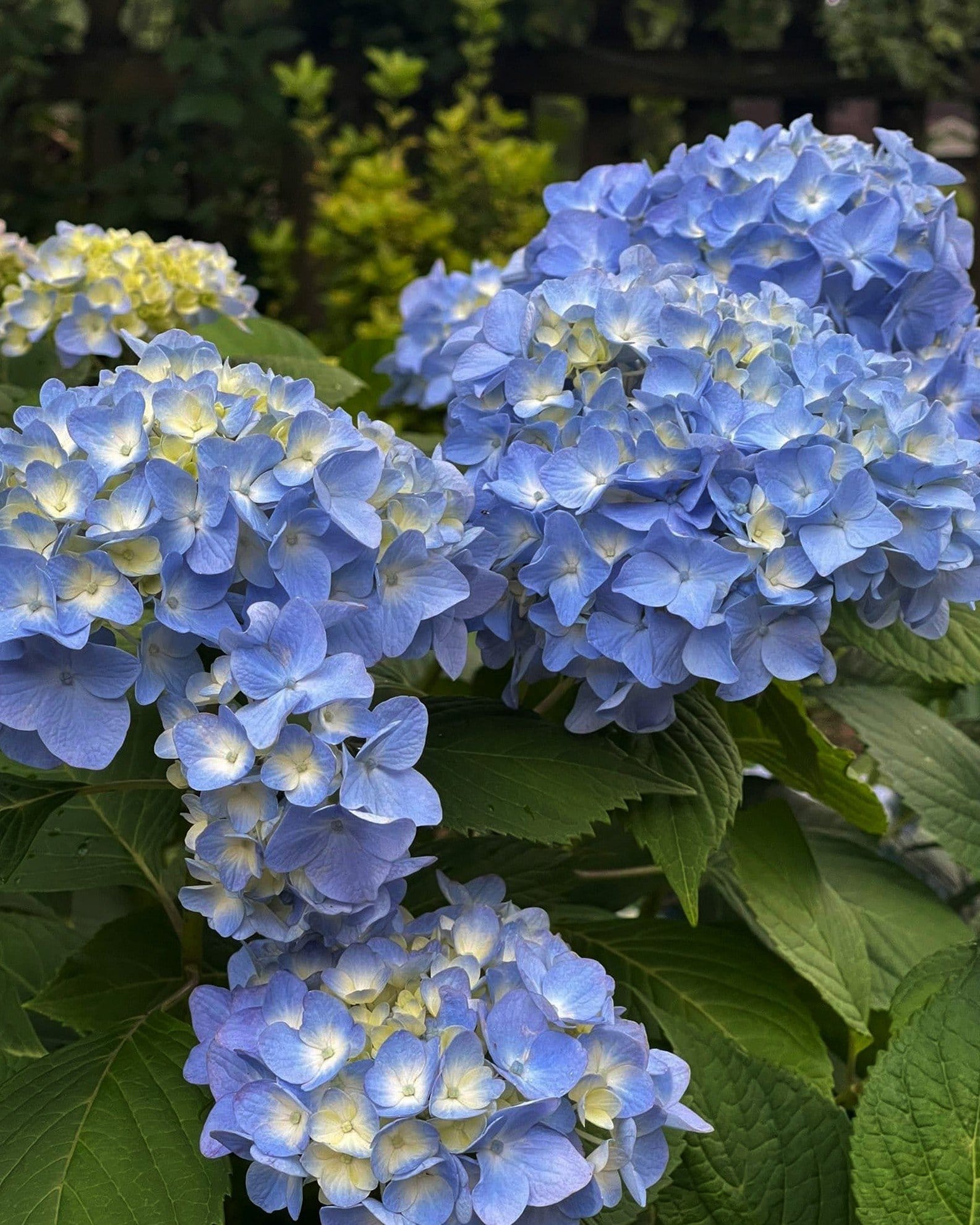 Hydrangea The Original