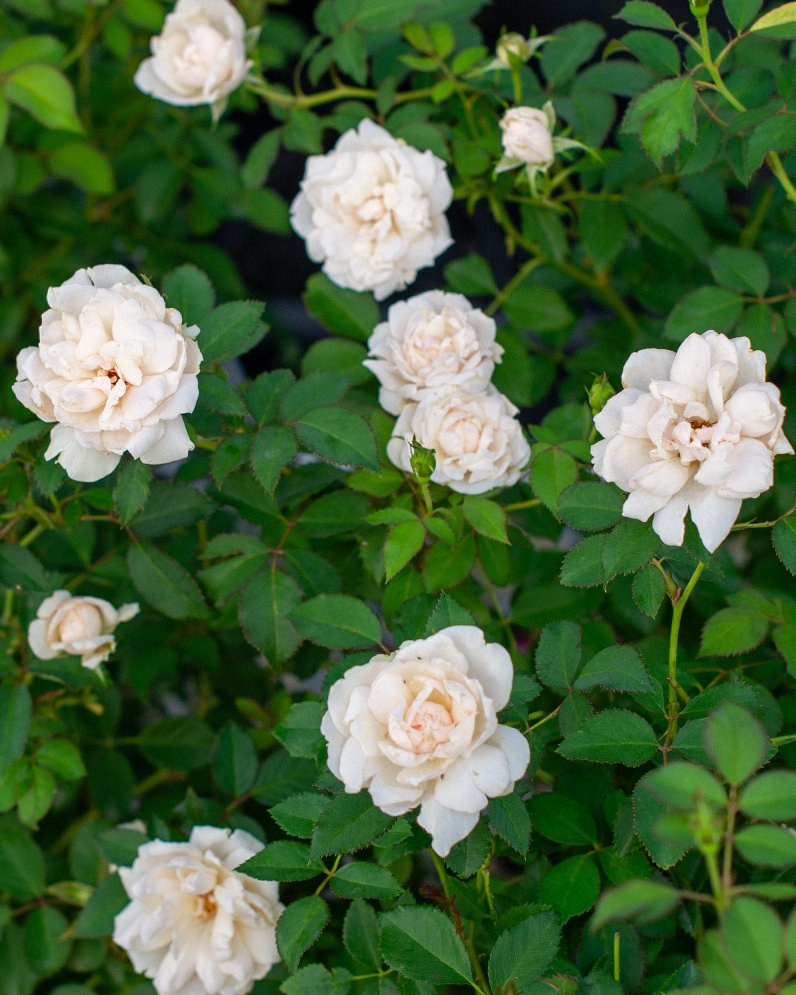 Icecap Rose