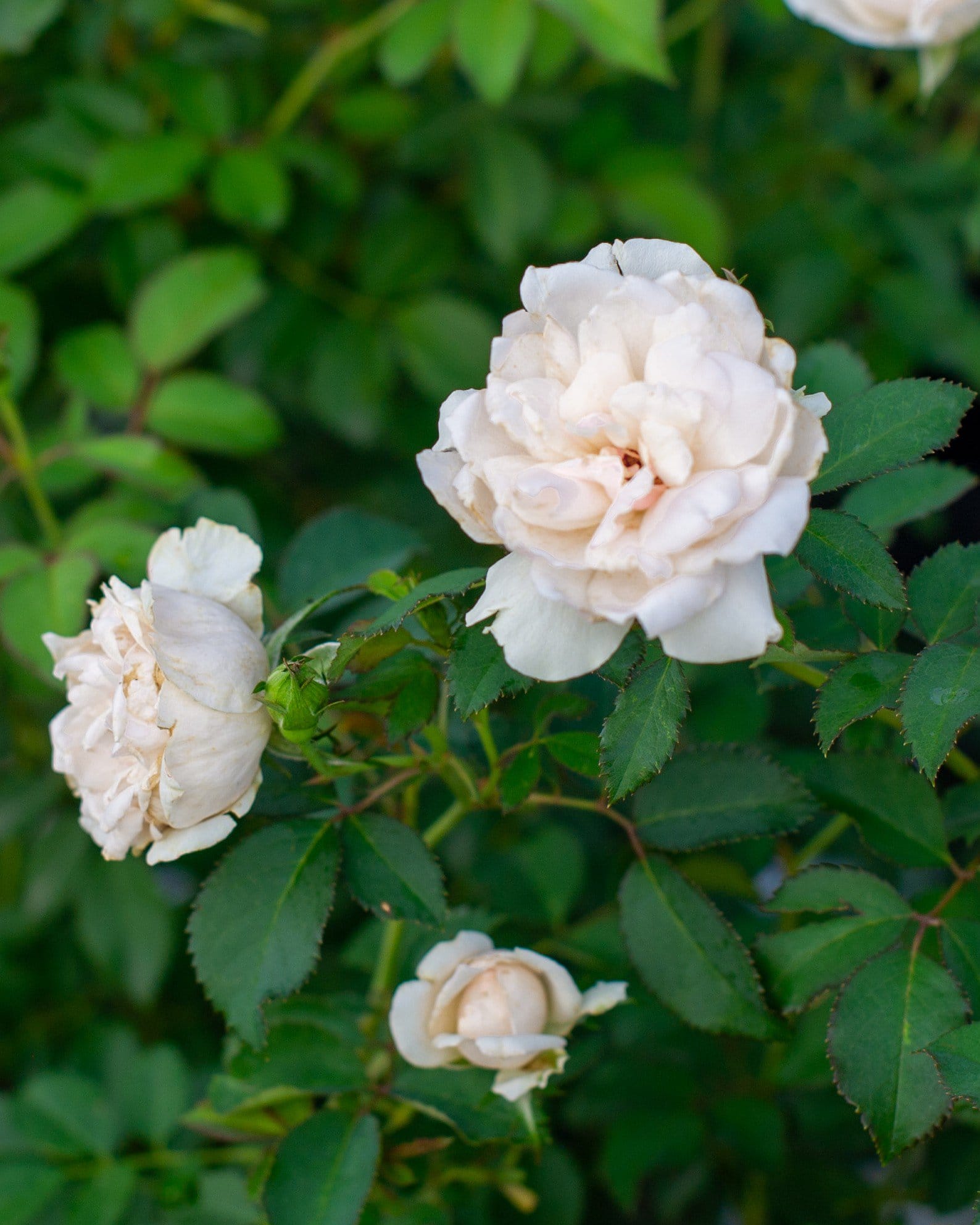 Icecap Rose - view 2