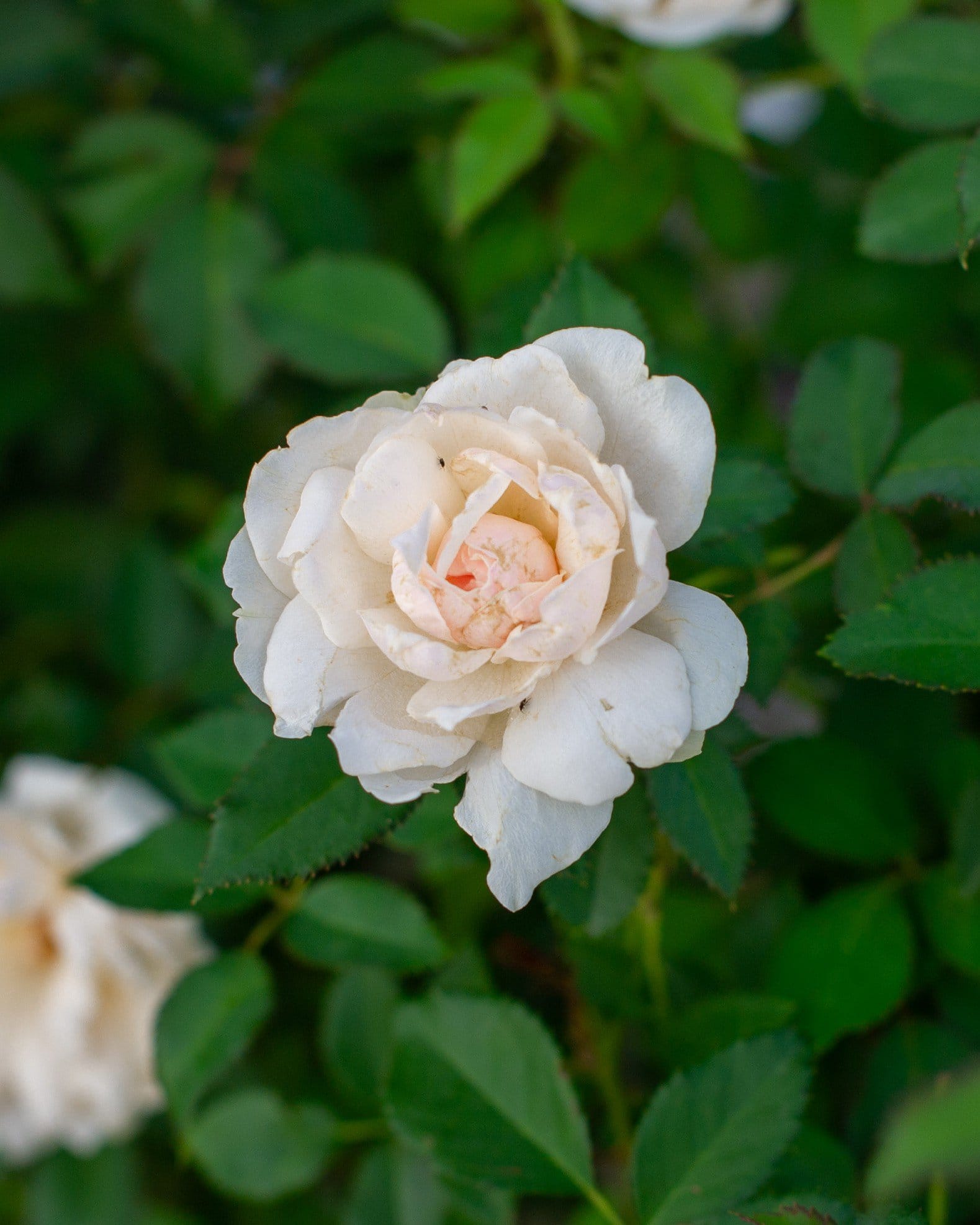 Icecap Rose - view 3
