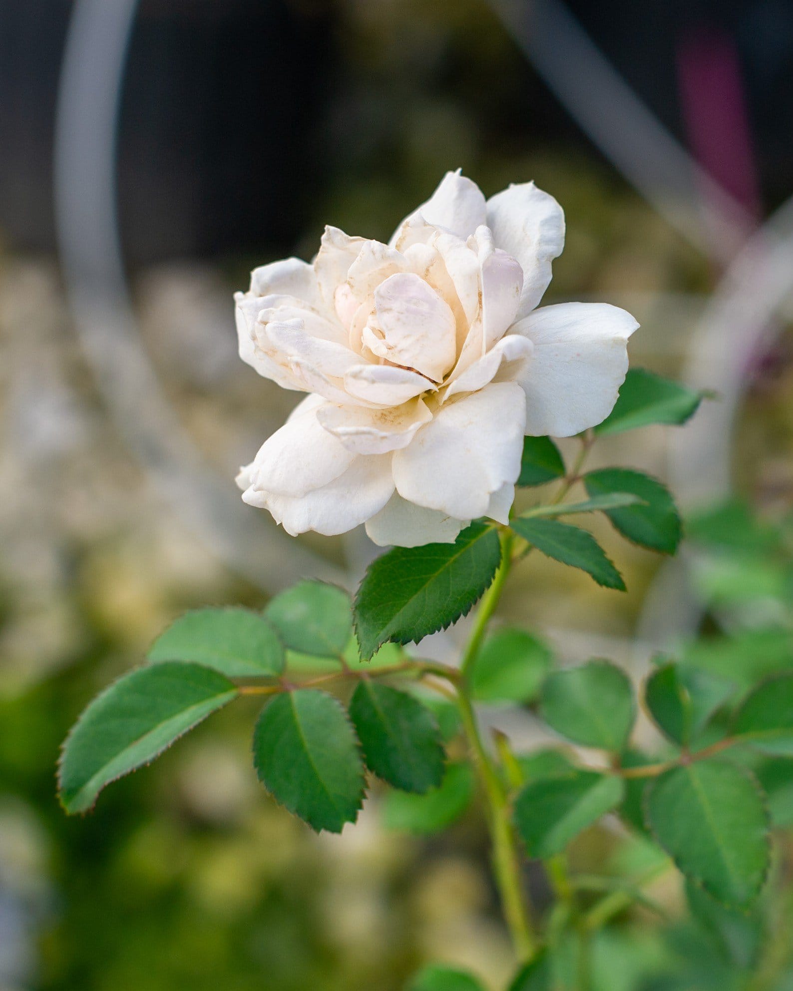 Icecap Rose - view 4