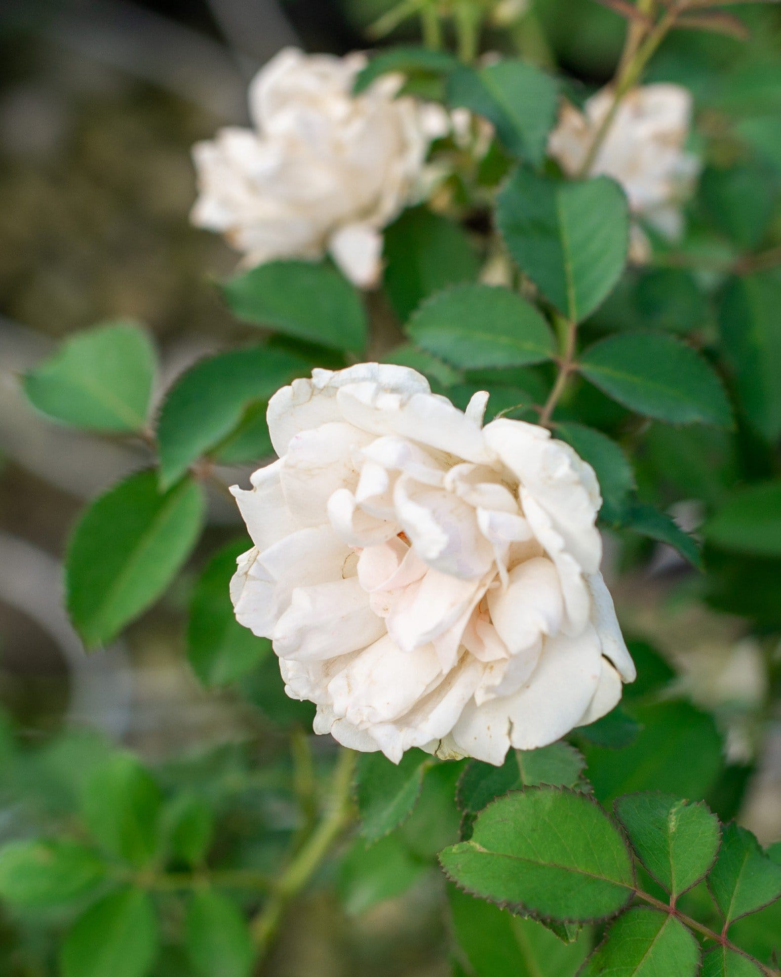 Icecap Rose - view 5