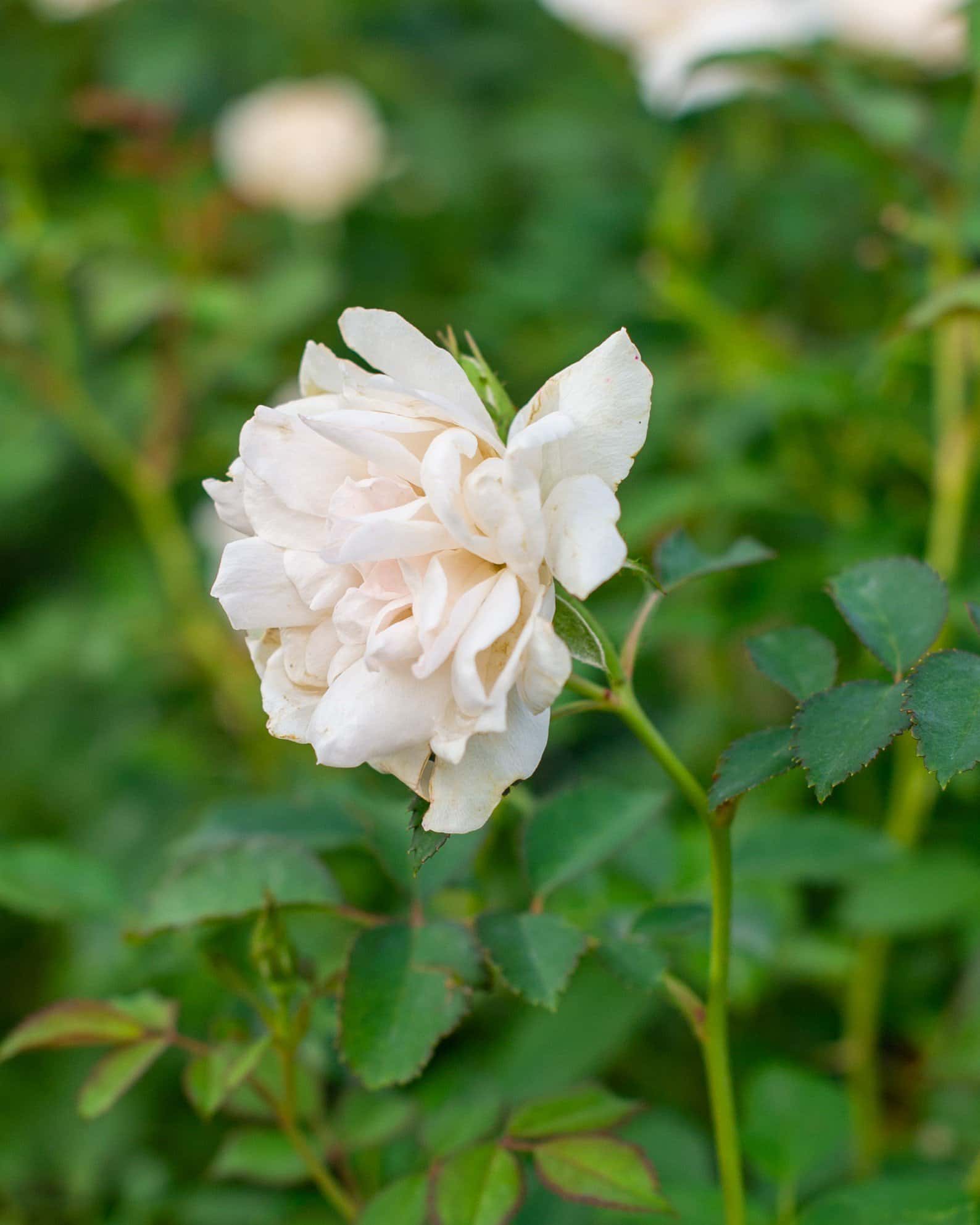 Icecap Rose - Image 5