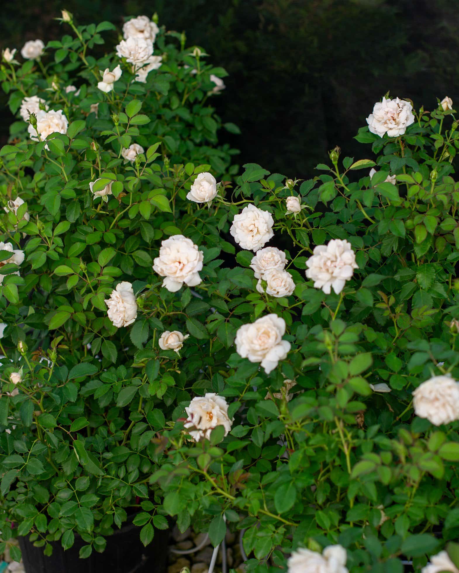 Icecap Rose - Image 7