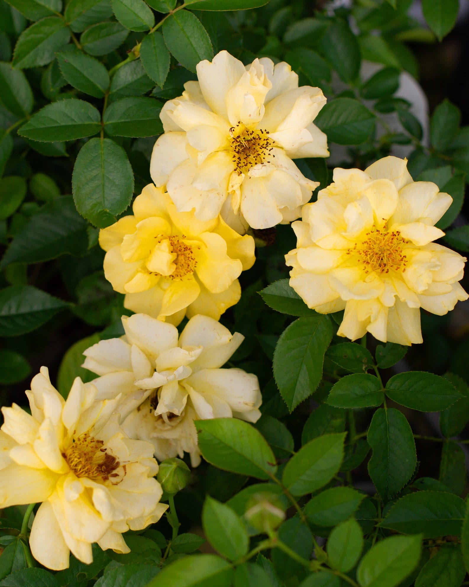 Julia Child Rose