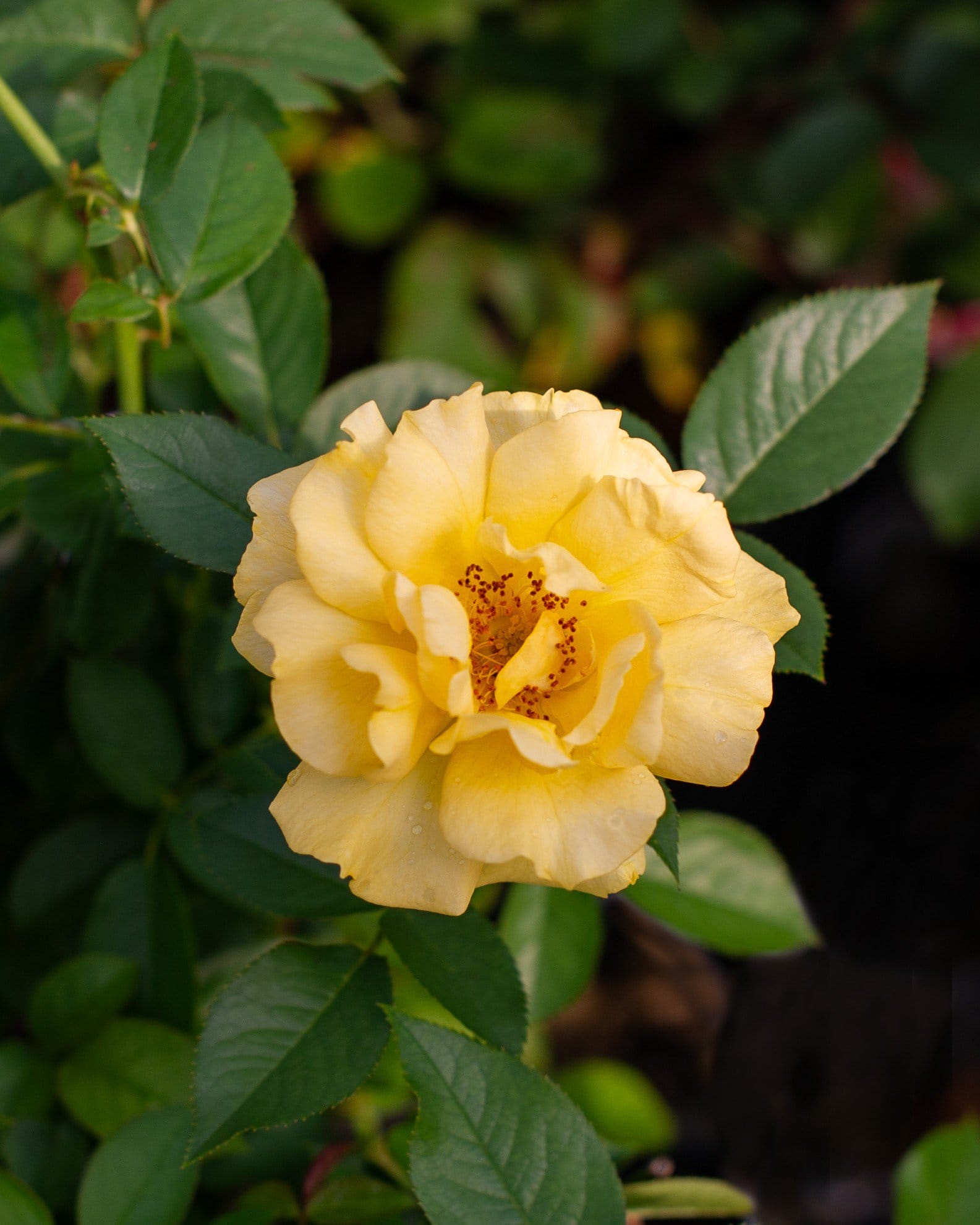 Julia Child Rose - view 2