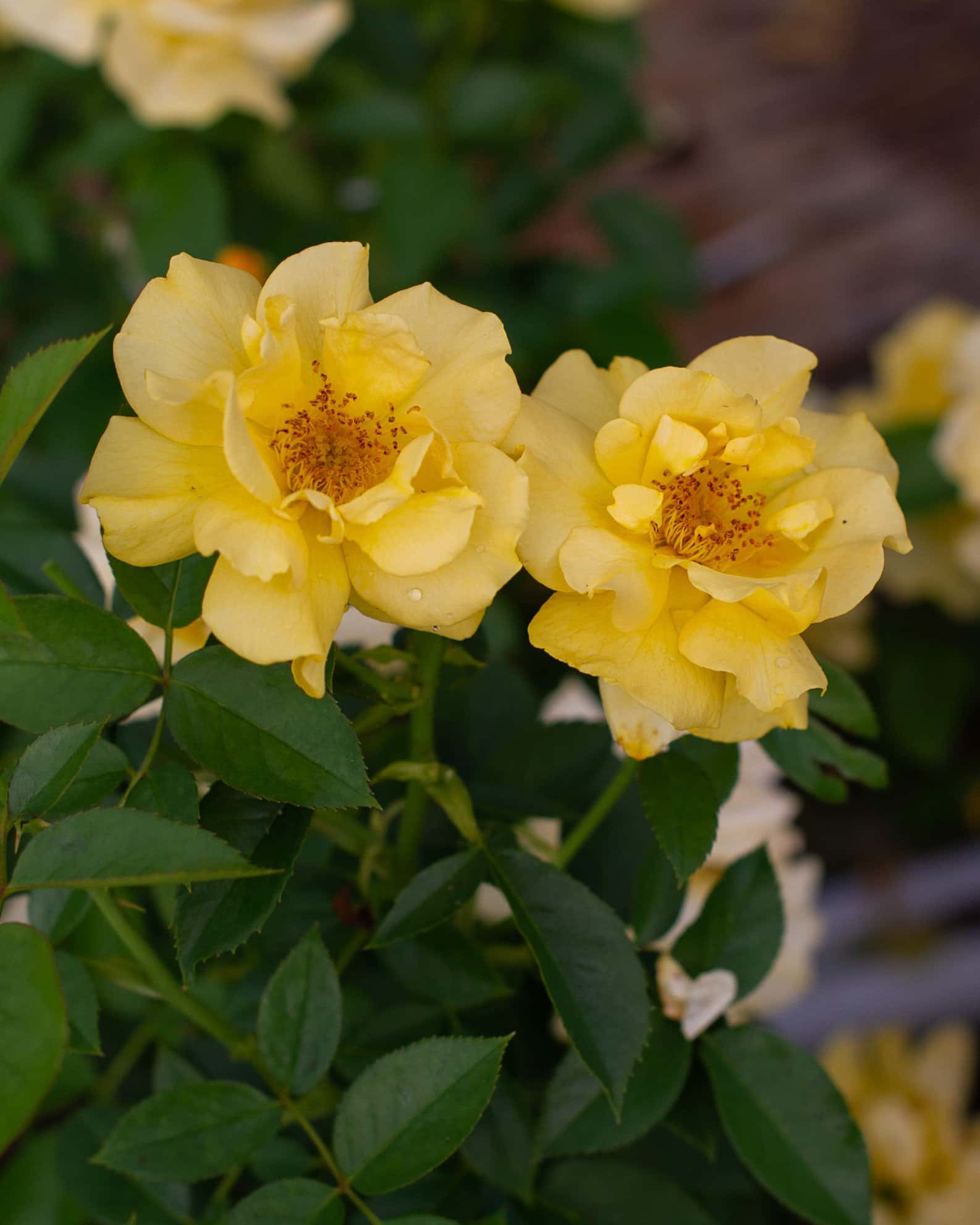 Julia Child Rose - Image 2