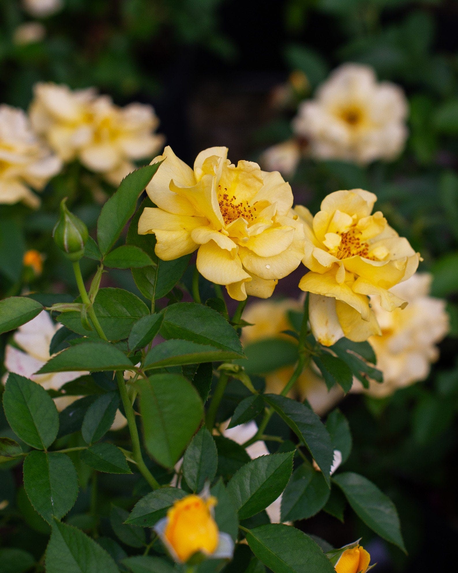 Julia Child Rose - view 4