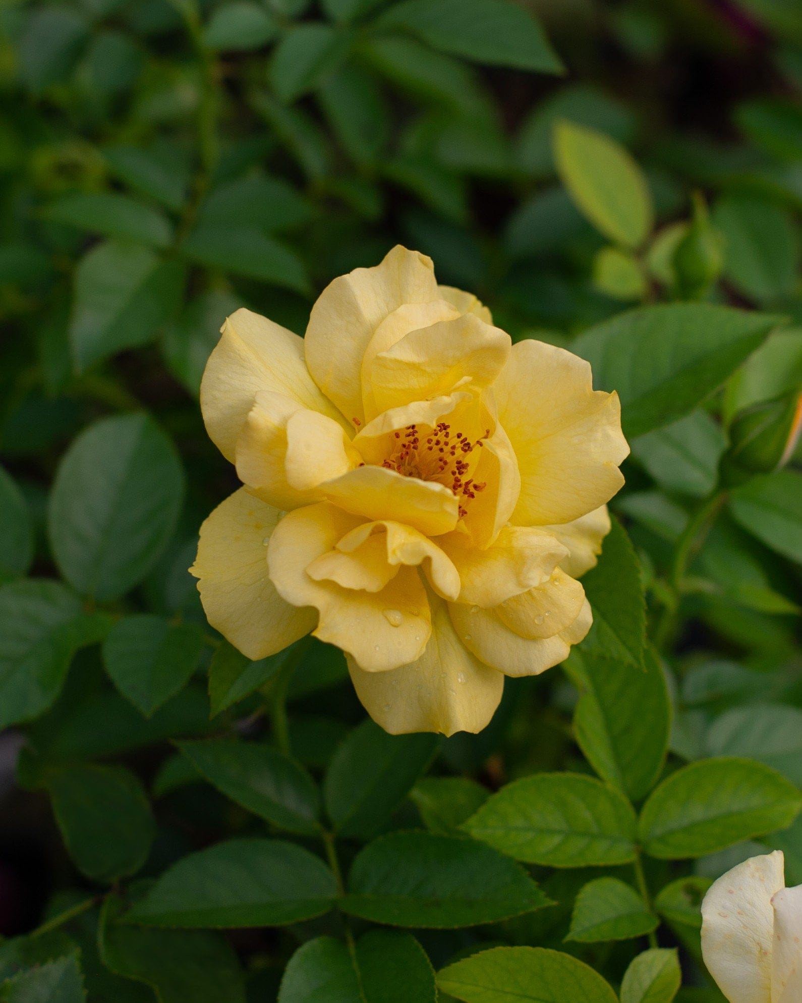 Julia Child Rose - view 5