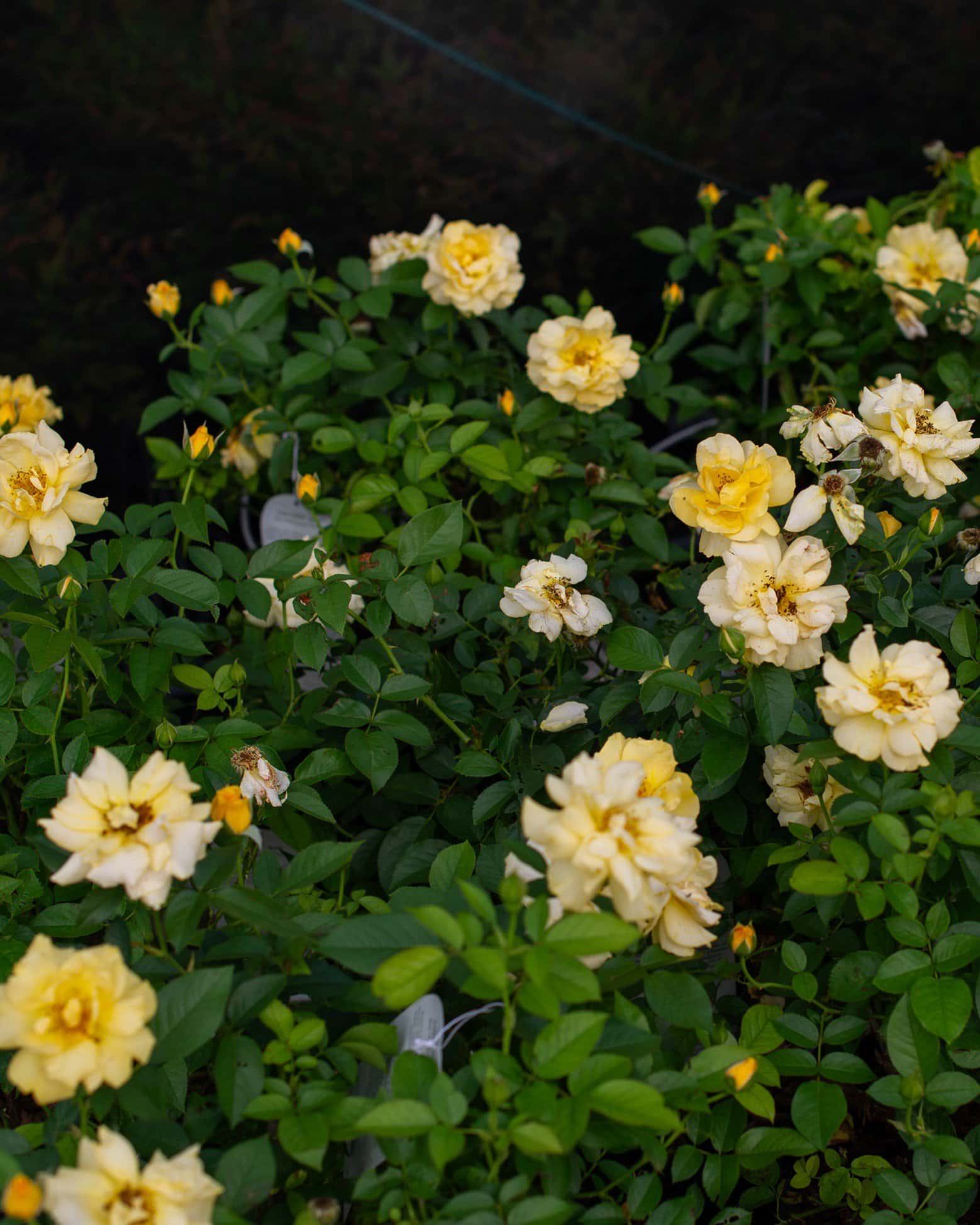 Julia Child Rose - Image 6