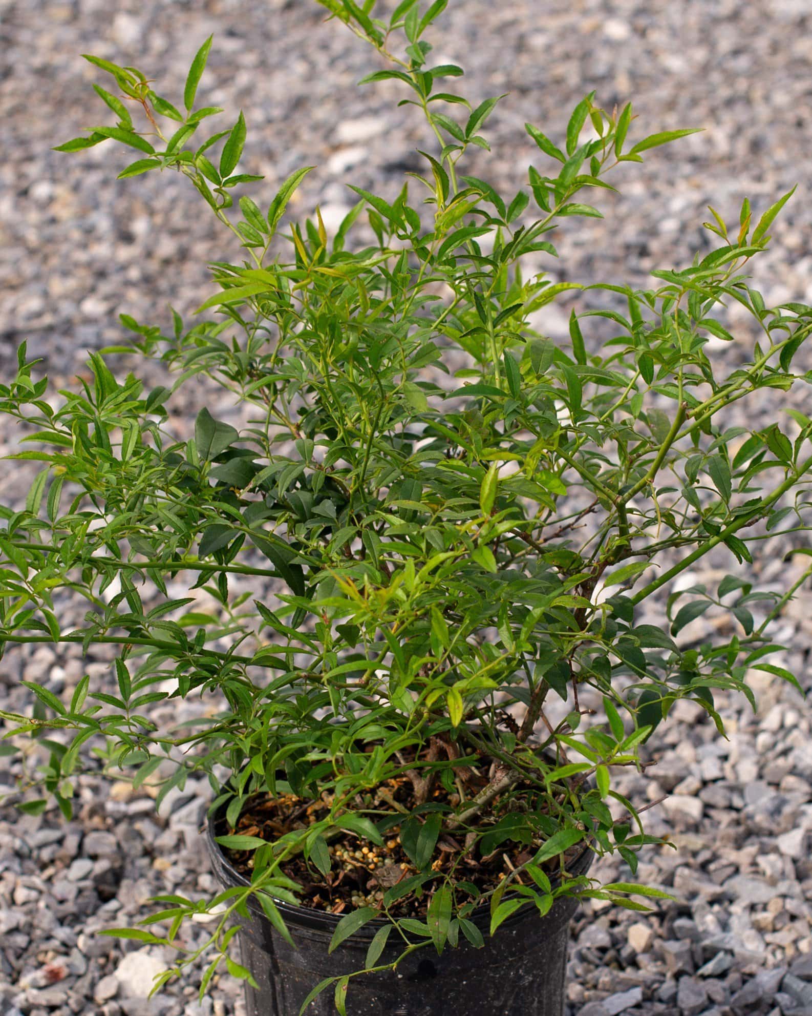 Lady Banks Climbing Rose - Main Image