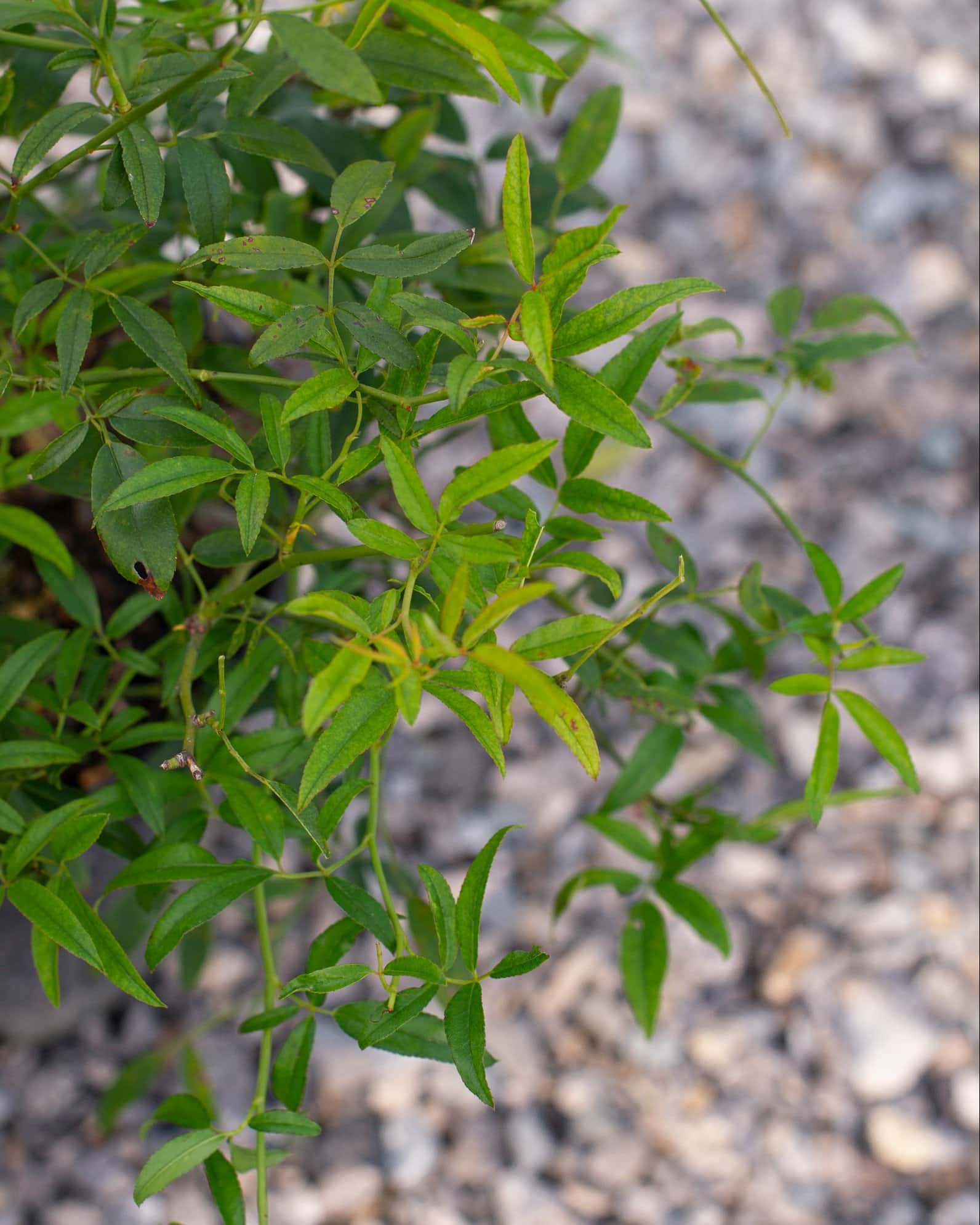 Lady Banks Climbing Rose - Image 1