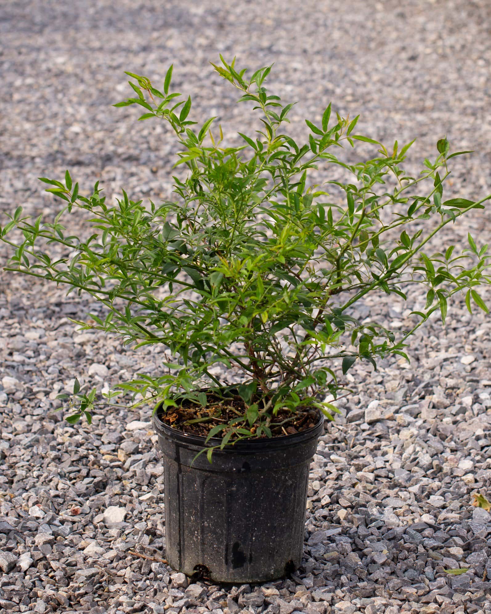 Lady Banks Climbing Rose - Image 2