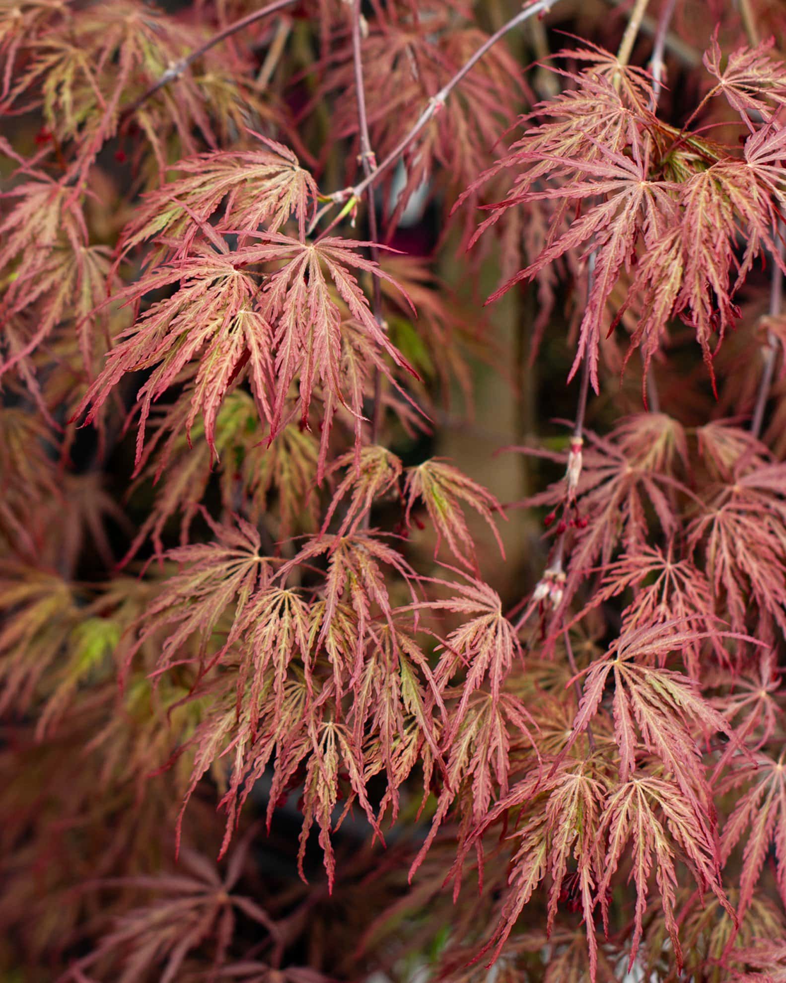 Inaba Shidare Japanese Maple - Main Image