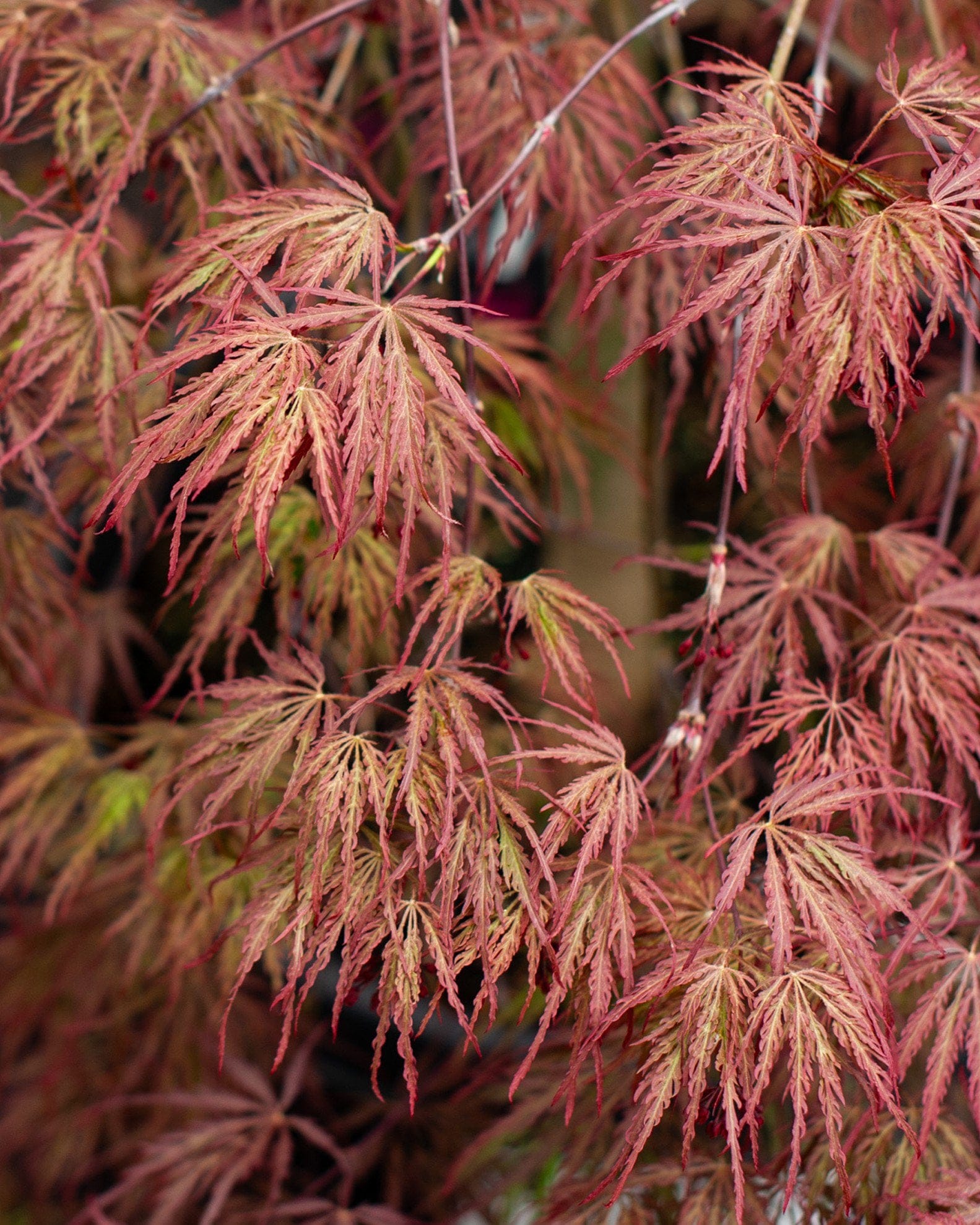 Inaba Shidare Japanese Maple