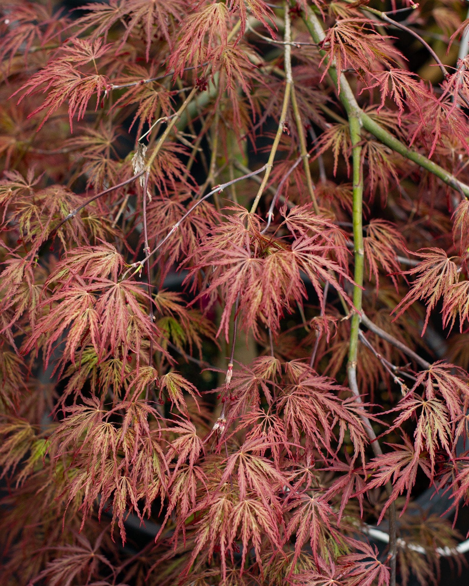 Inaba Shidare Japanese Maple - view 2