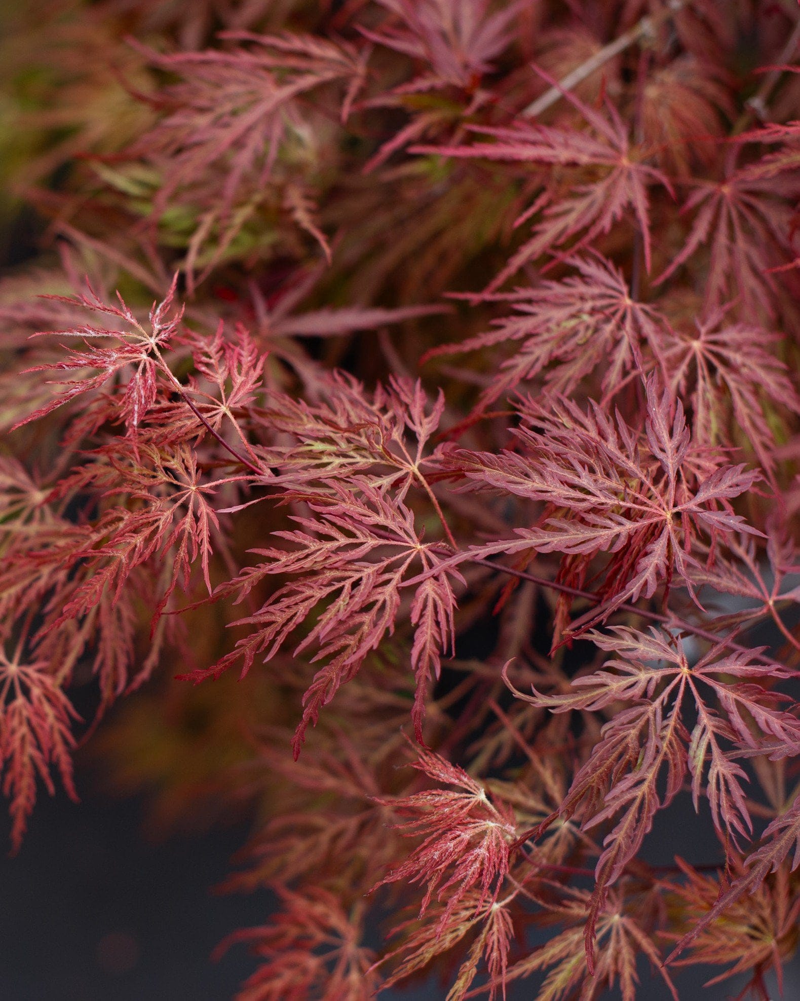 Inaba Shidare Japanese Maple - view 3
