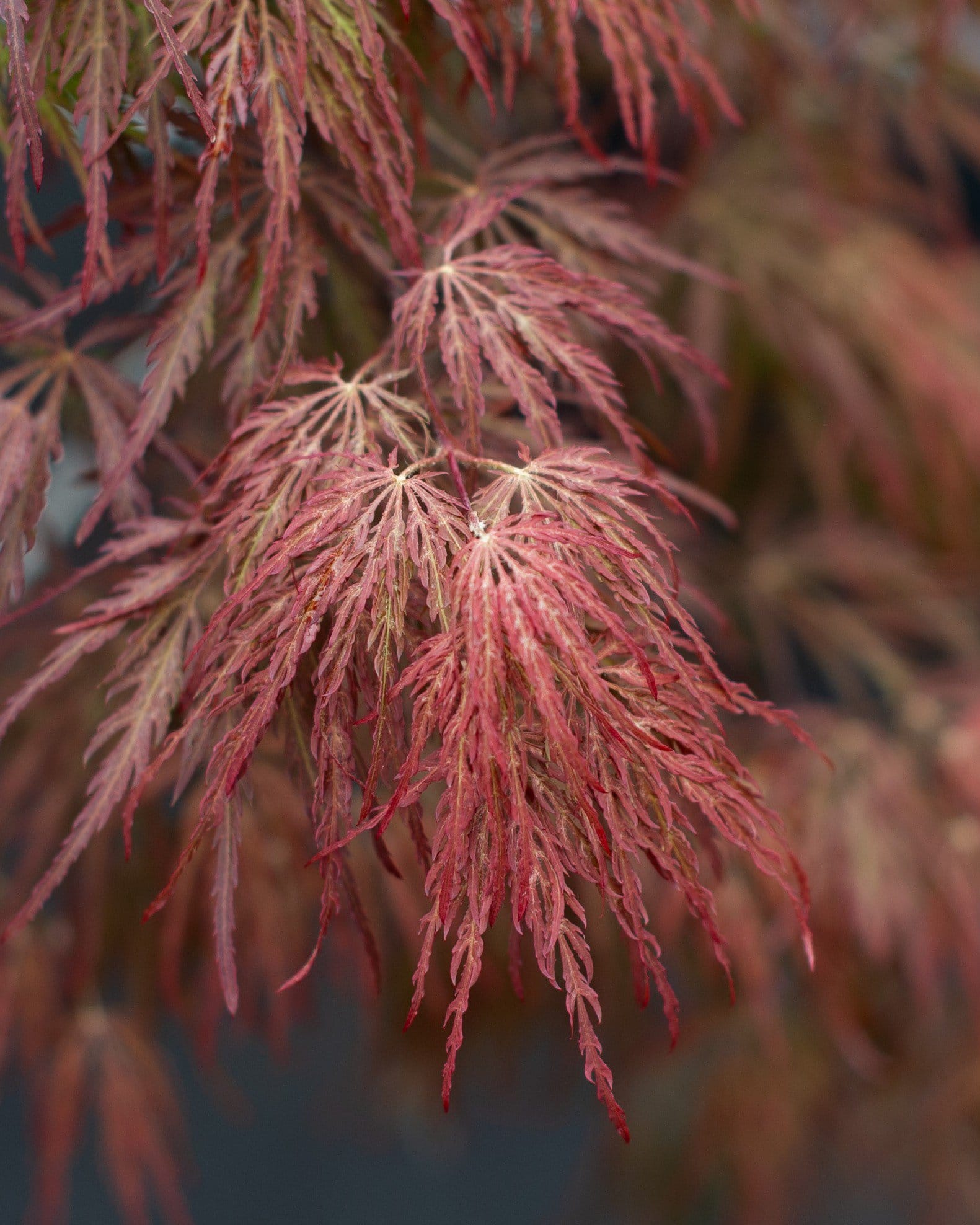 Inaba Shidare Japanese Maple - view 4