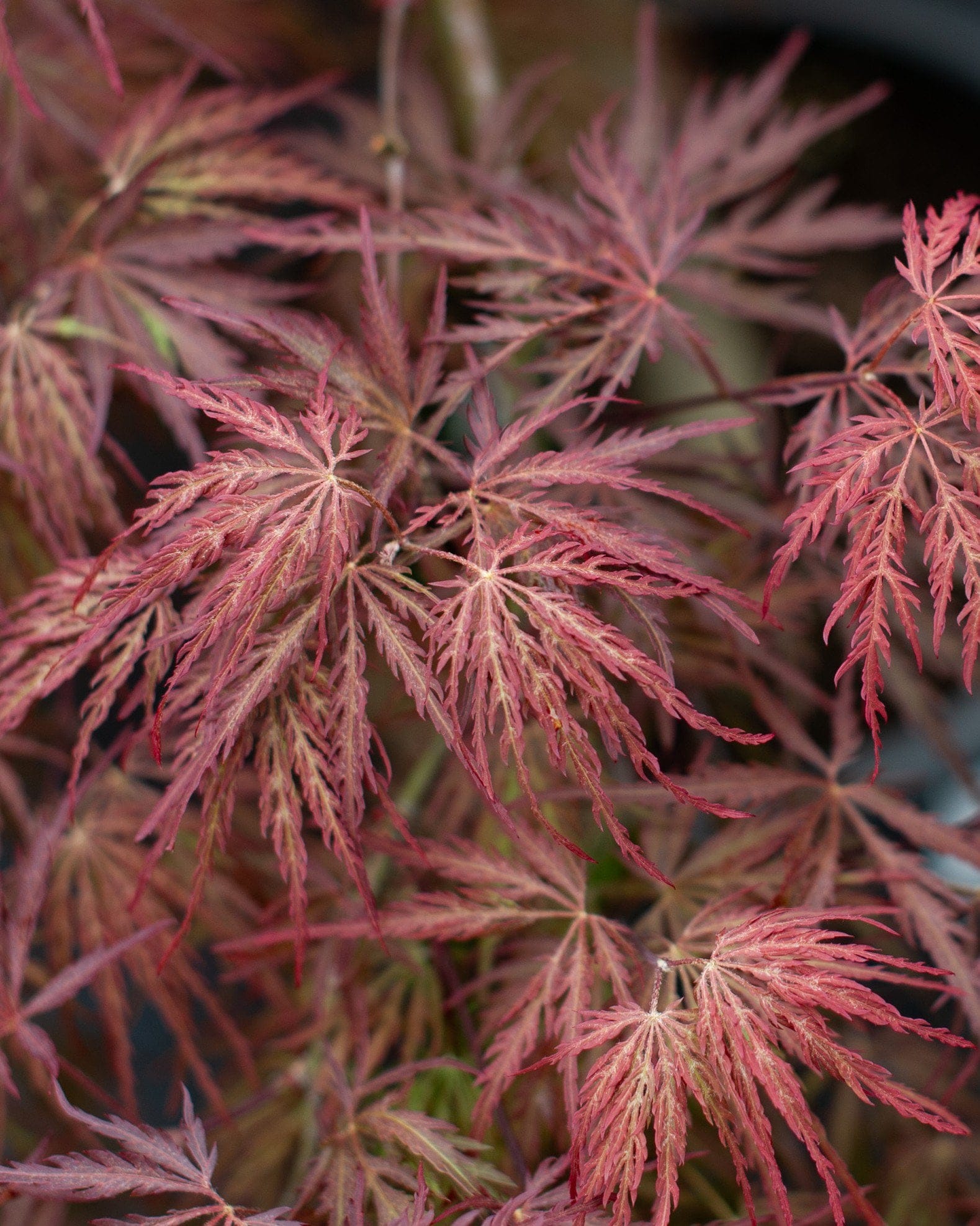 Inaba Shidare Japanese Maple - view 5