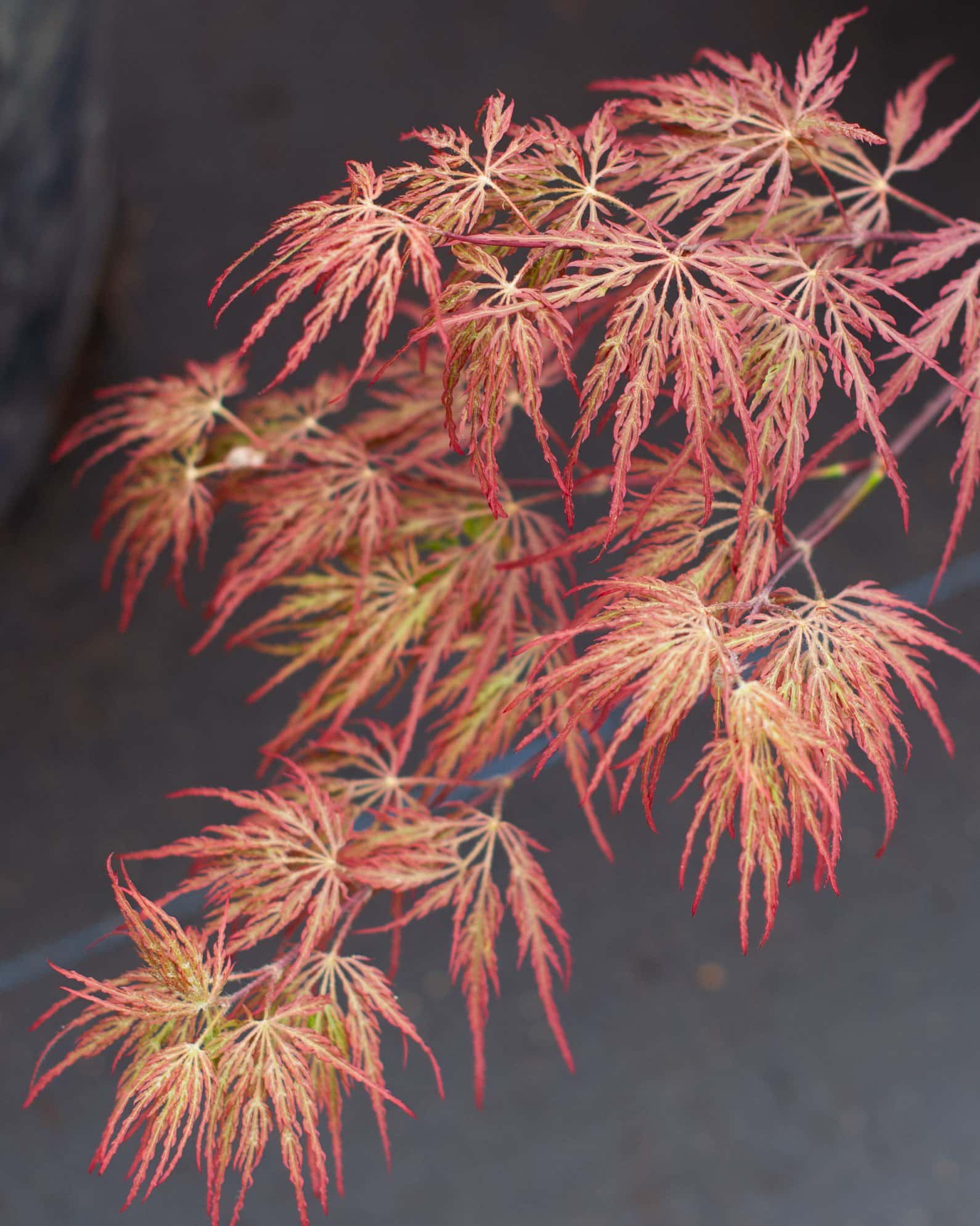 Inaba Shidare Japanese Maple - Image 6
