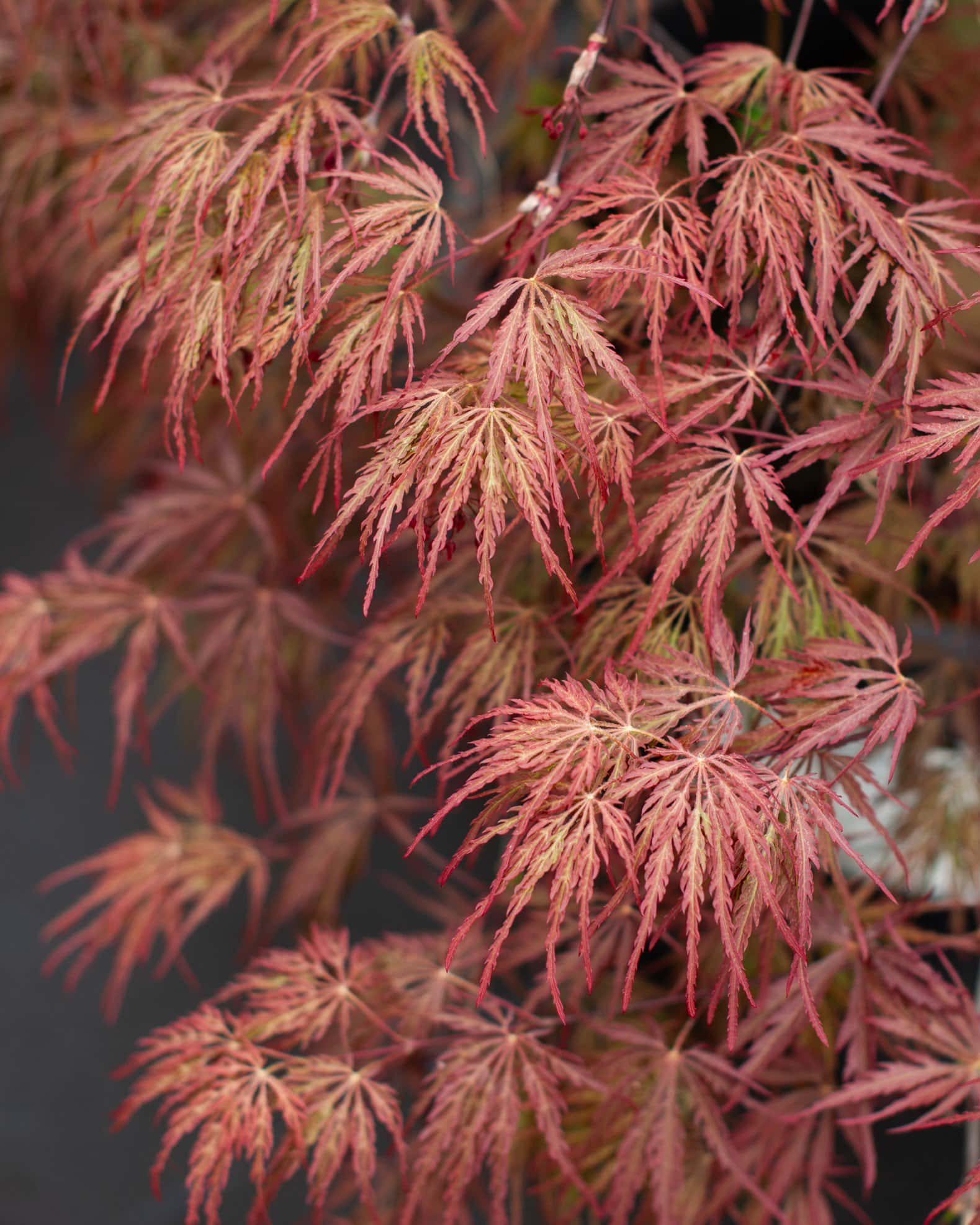Inaba Shidare Japanese Maple - Image 4