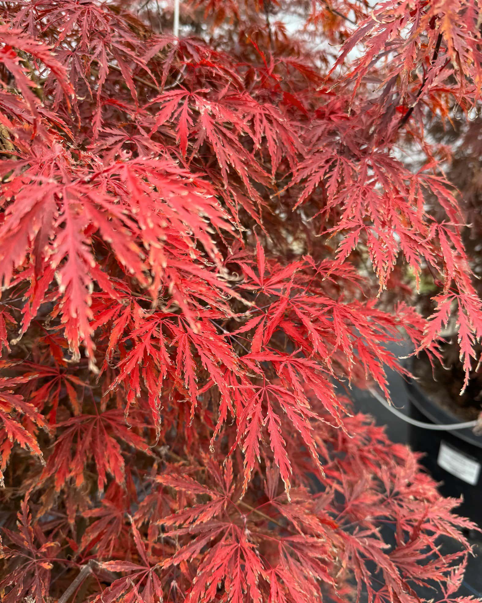 Inaba Shidare Japanese Maple - Image 7