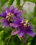 Incense Passionflower thumbnail 2