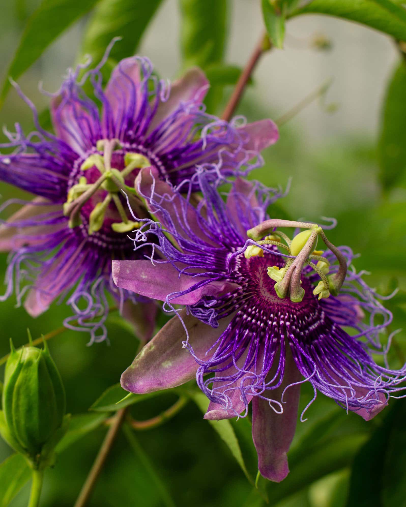 Incense Passionflower - Image 1