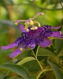 Incense Passionflower thumbnail 3