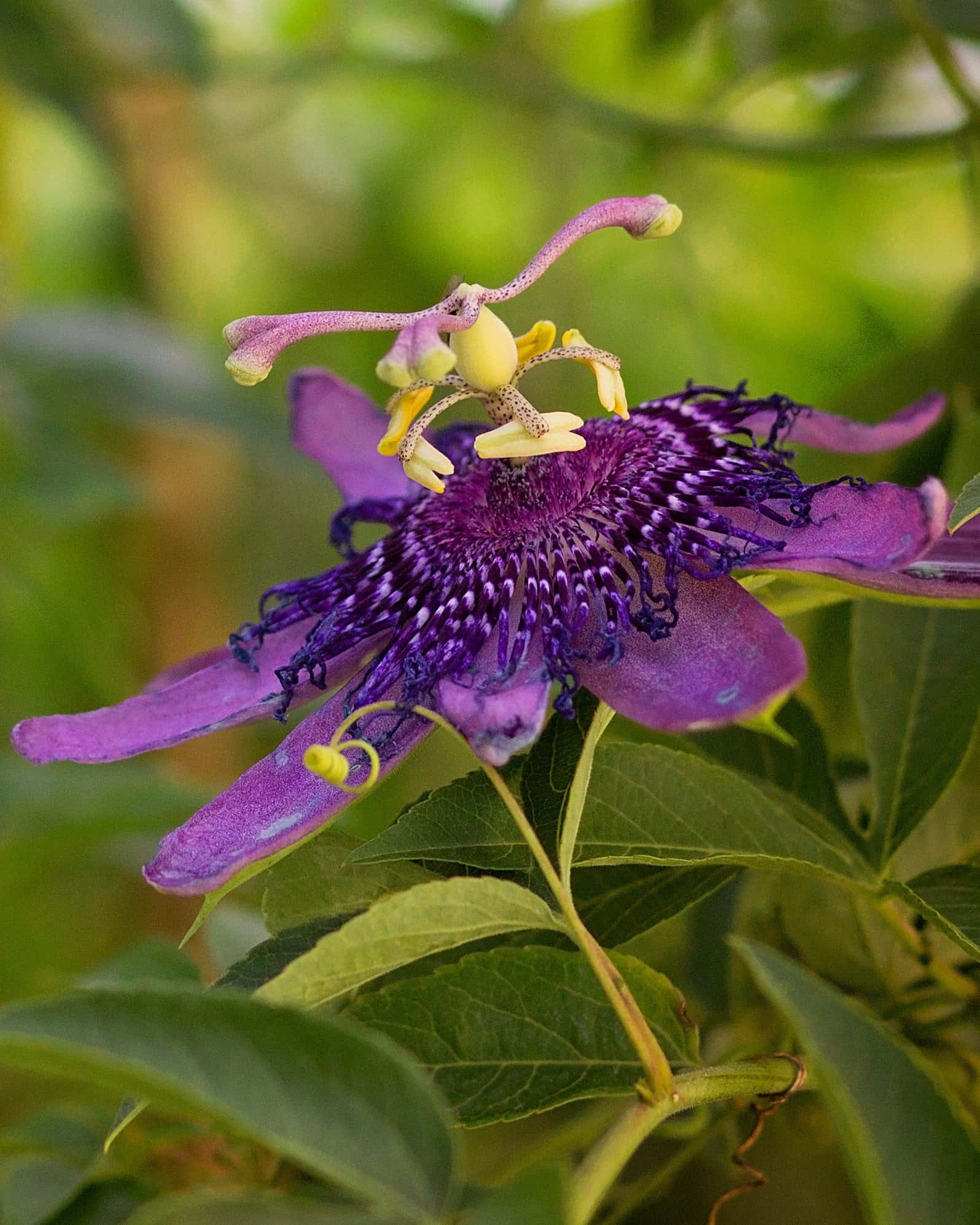 Incense Passionflower - Image 2