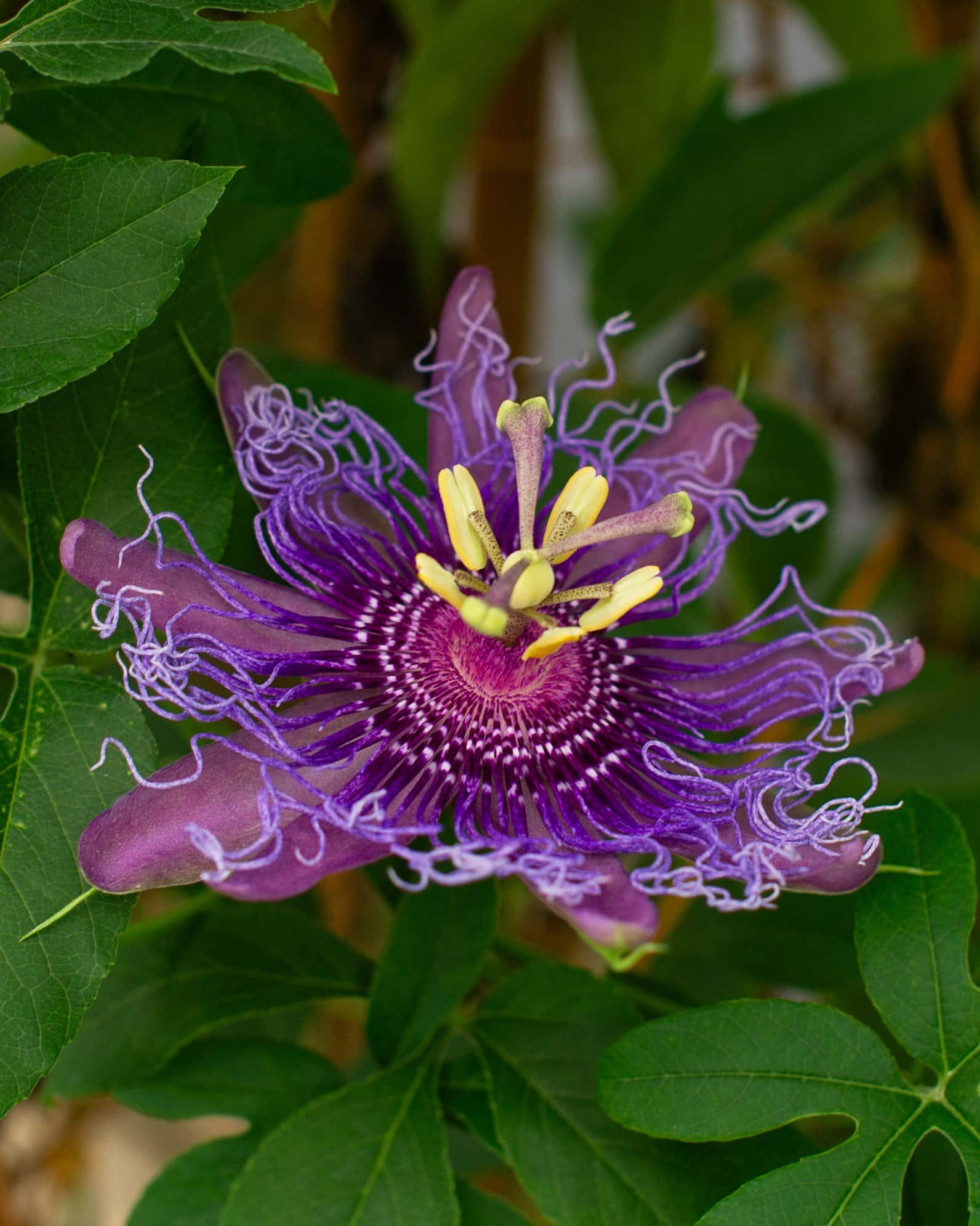 Incense Passionflower - Image 3