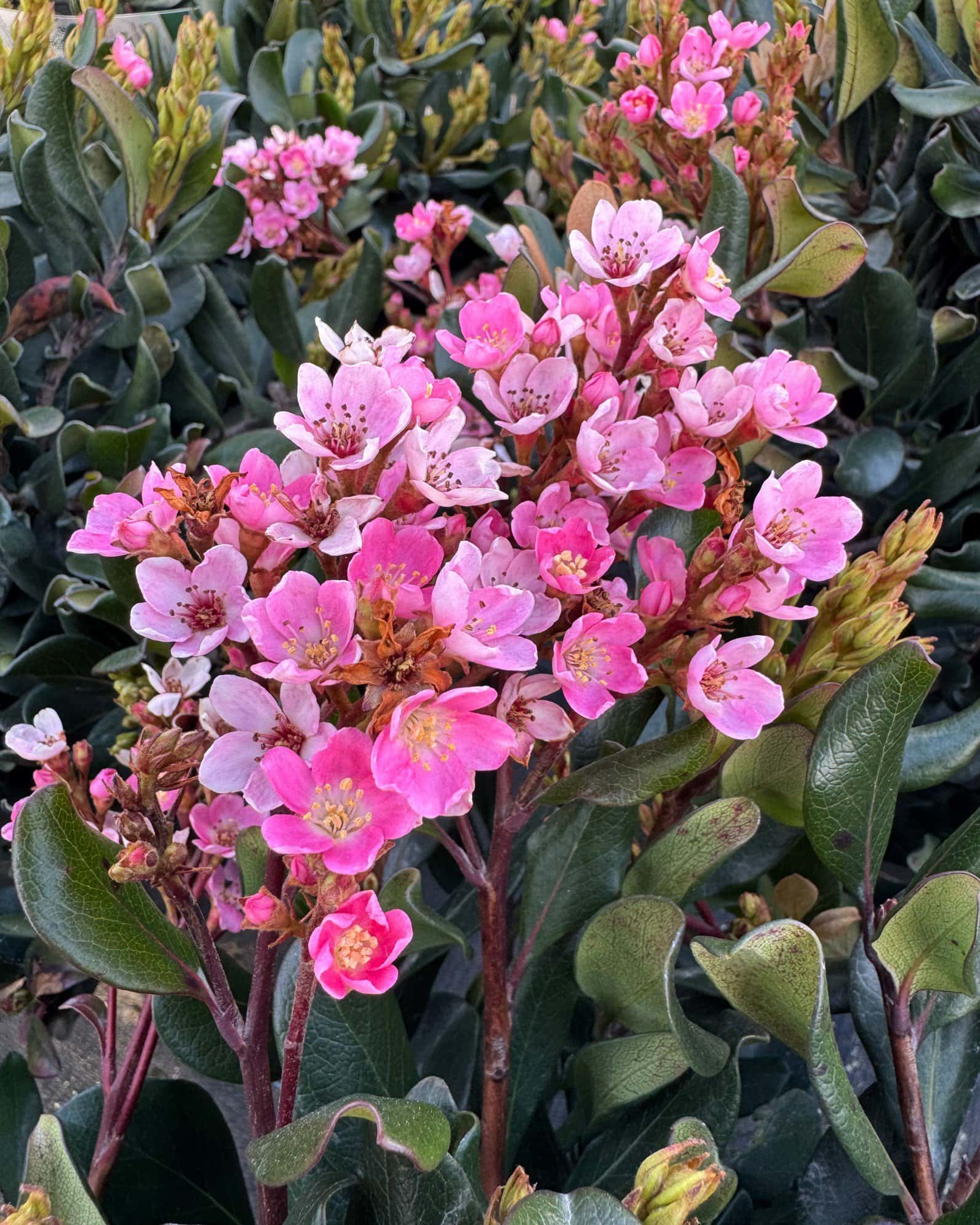 Indian Hawthorn Calisto - Main Image