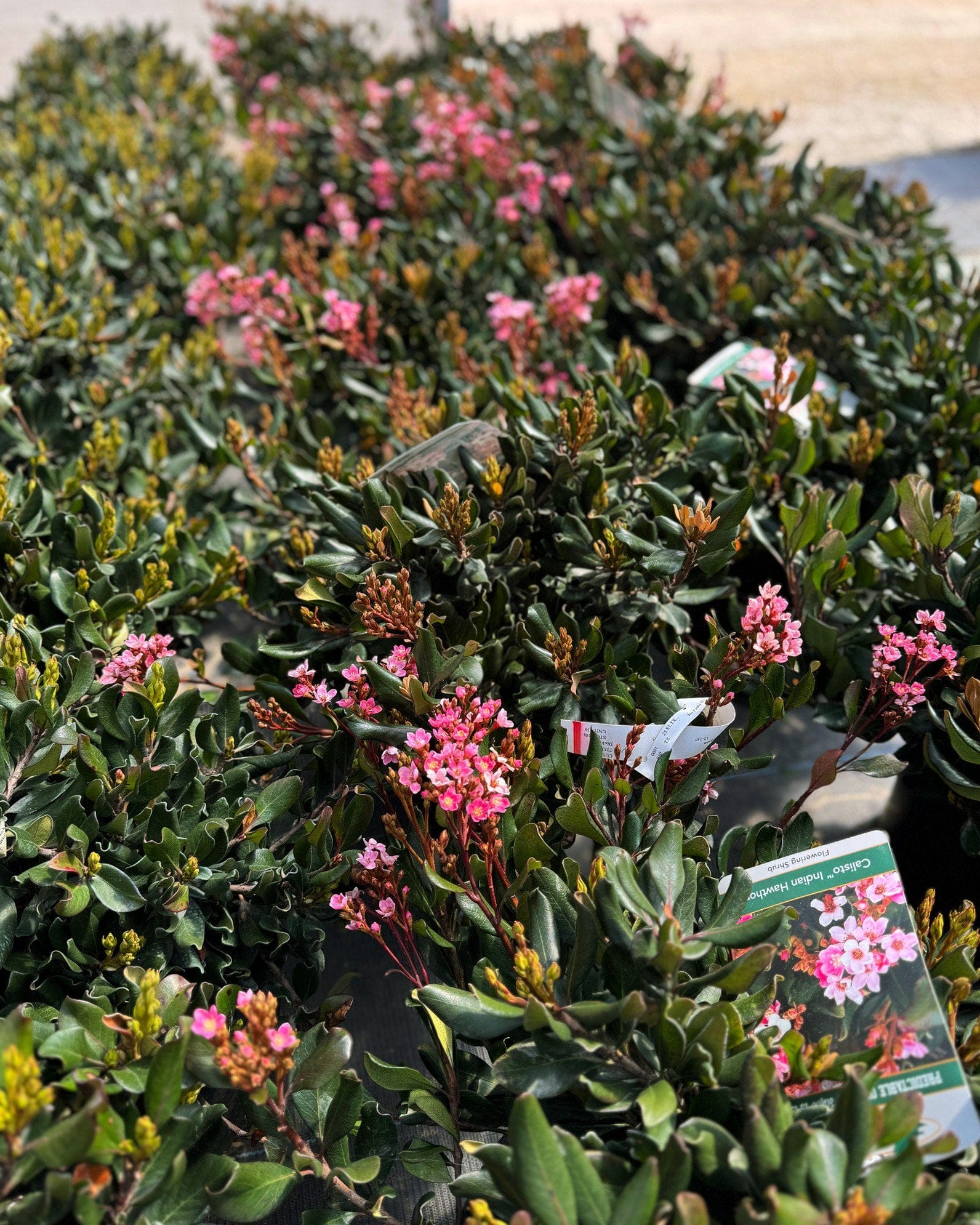 Indian Hawthorn Calisto - view 2