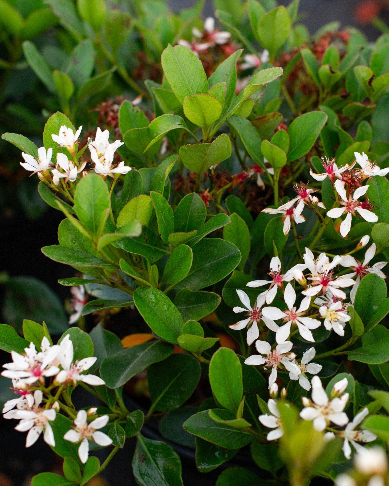 Indian Hawthorn Clara