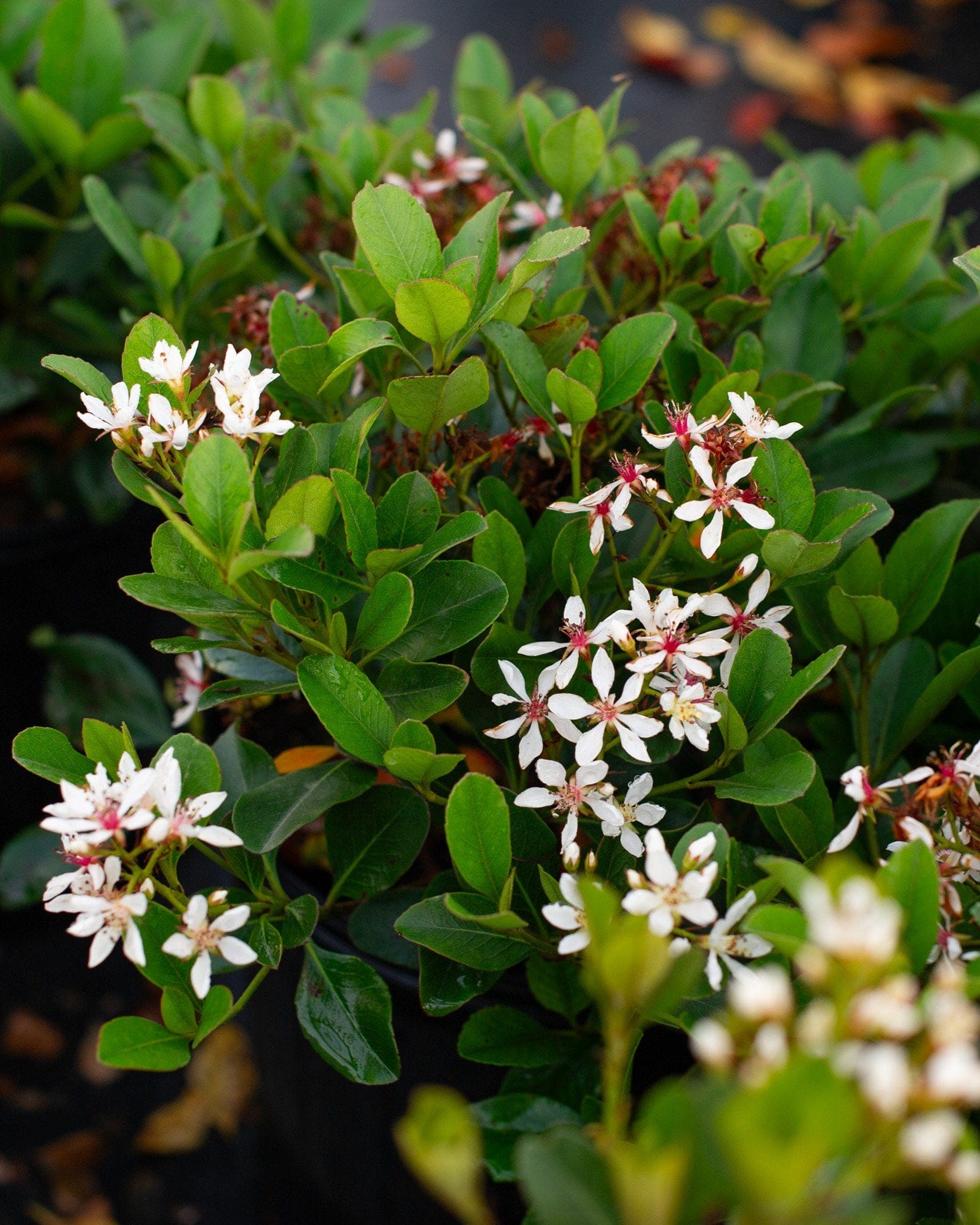 Indian Hawthorn Clara - view 2