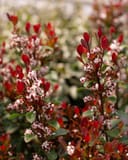 Indian Hawthorn Redbird thumbnail 1
