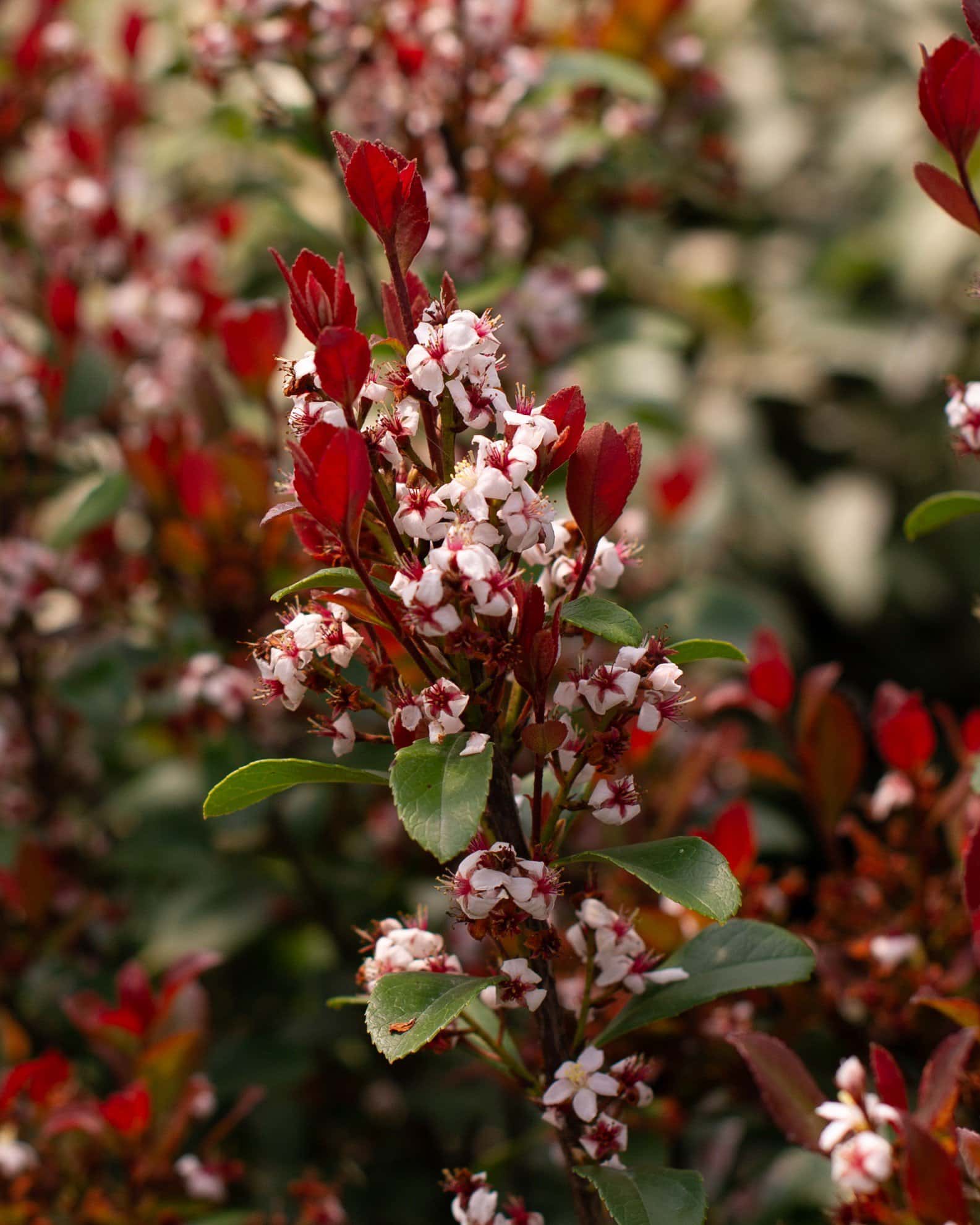 Indian Hawthorn Redbird - Image 1