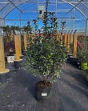 Indian Hawthorn Redbird thumbnail 3