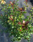 Indian Hawthorn Redbird thumbnail 4