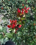 Indian Hawthorn Redbird thumbnail 5