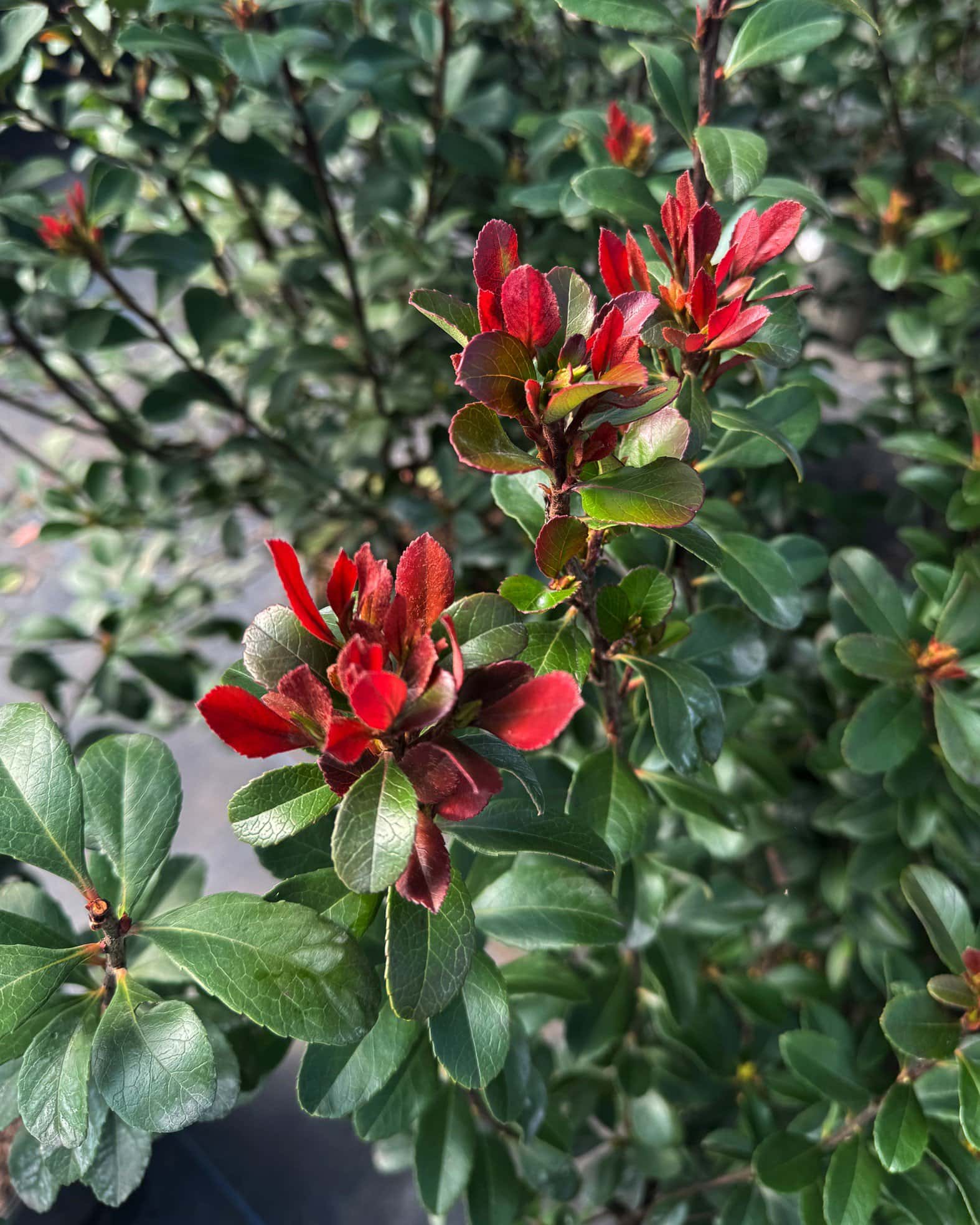 Indian Hawthorn Redbird - Image 7
