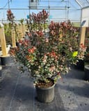 Indian Hawthorn Redbird thumbnail 6