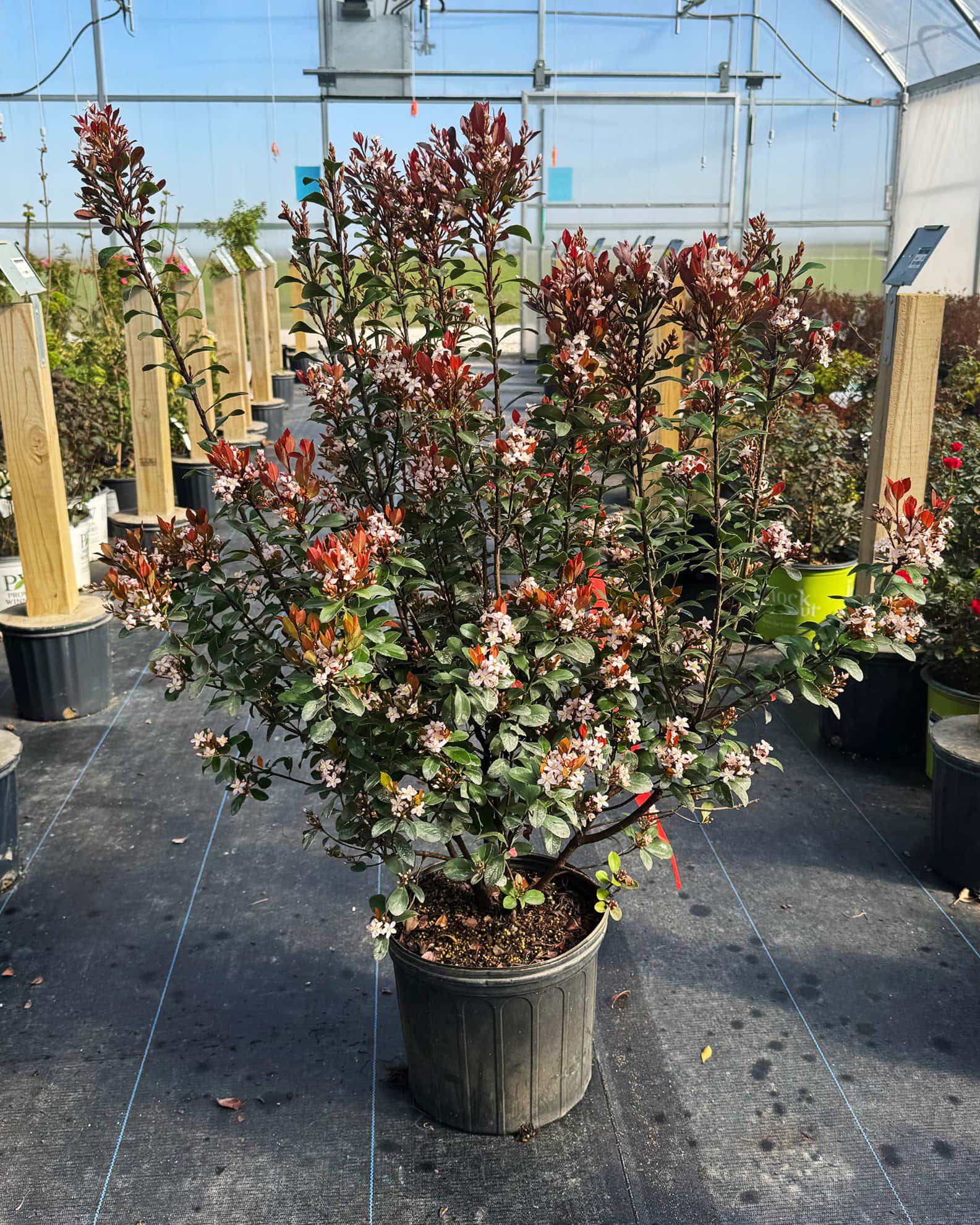 Indian Hawthorn Redbird - Image 2