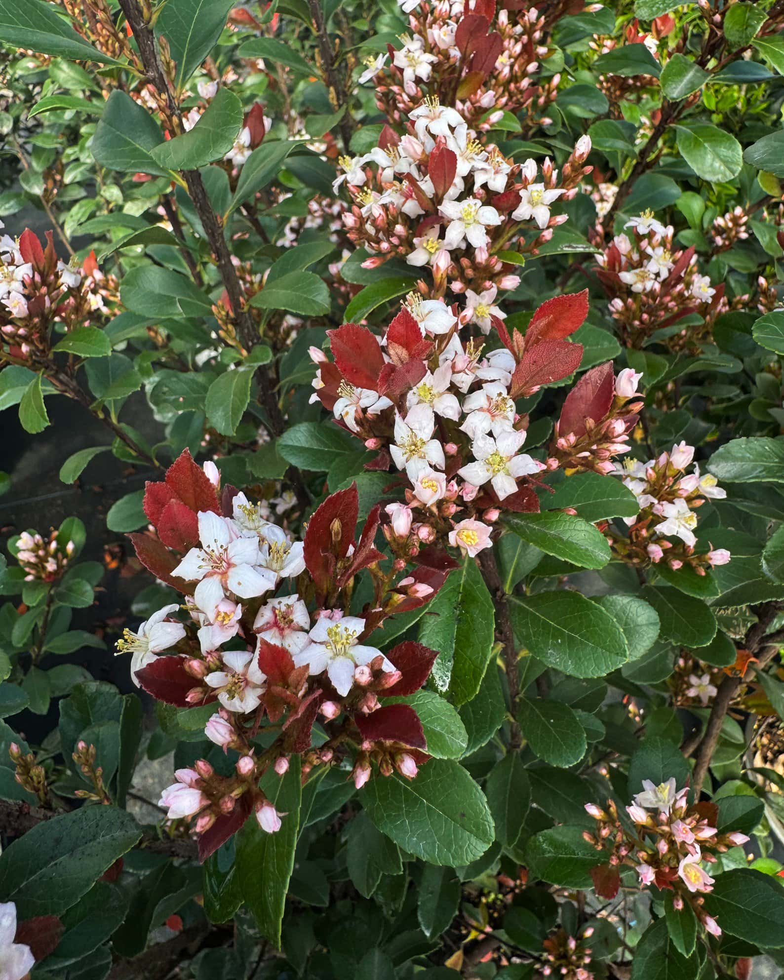 Indian Hawthorn Redbird - Image 3