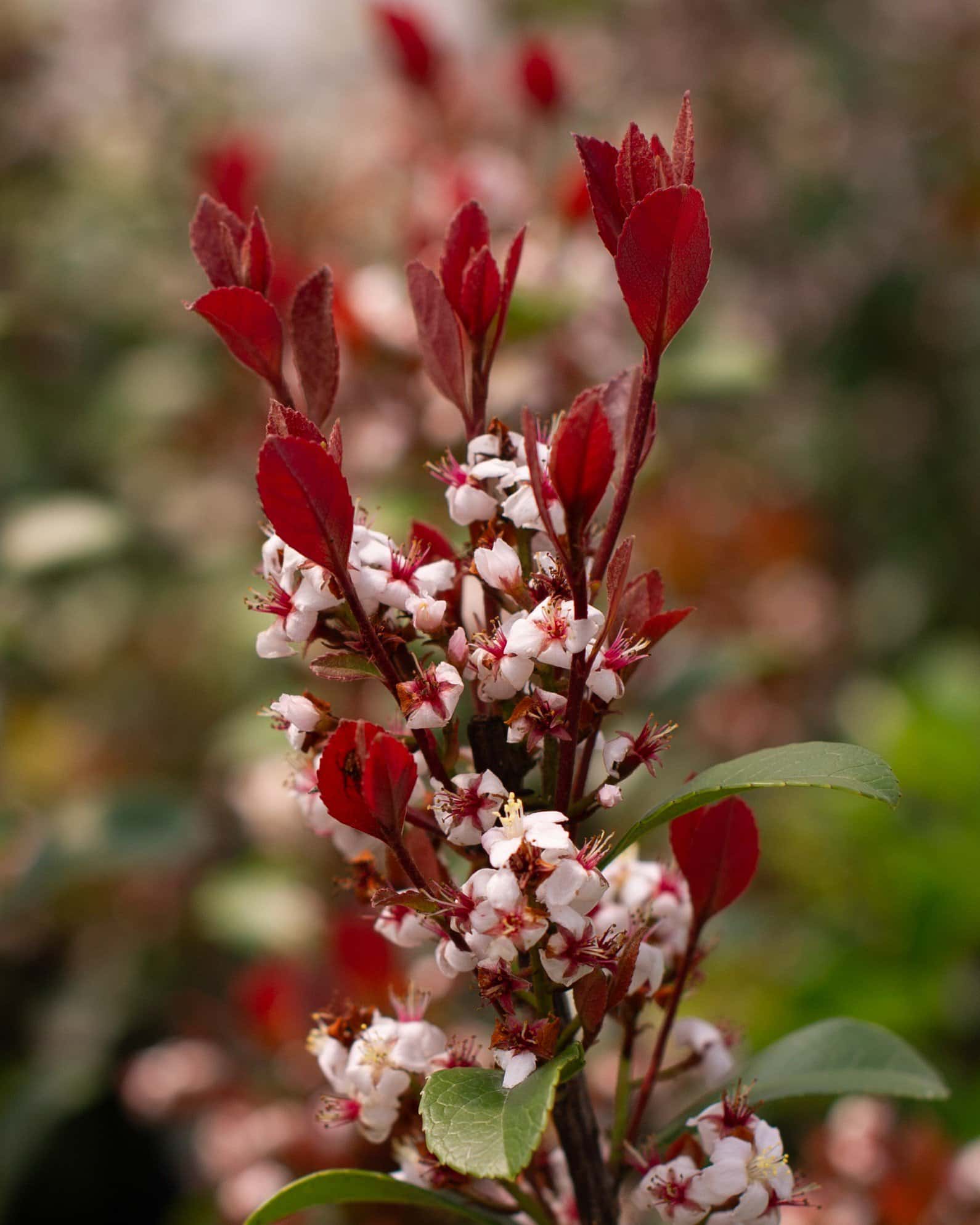 Indian Hawthorn Redbird - Image 4