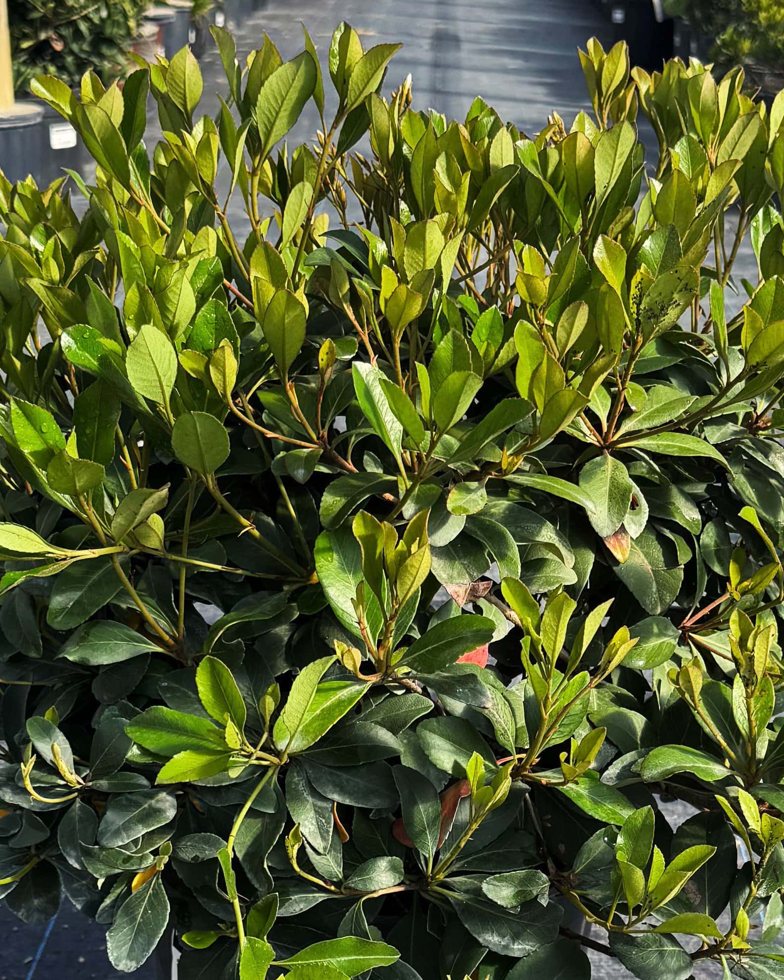 Indian Hawthorn Snow White - Main Image