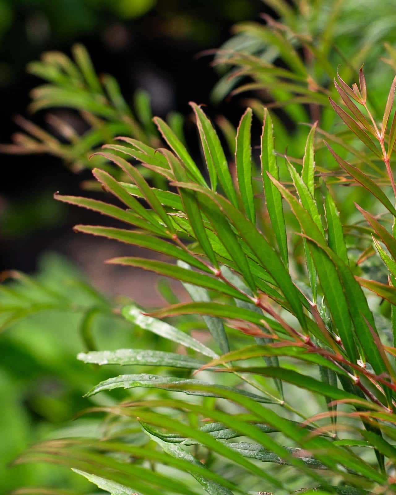 Indigo Flair Mahonia - Image 1