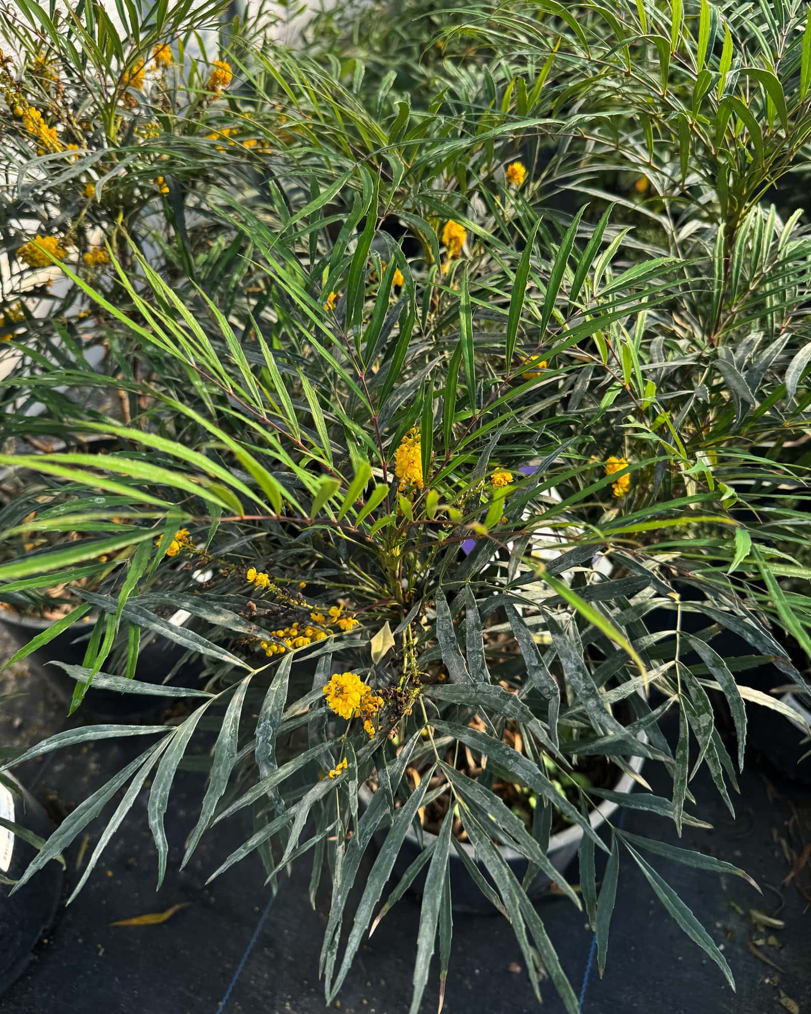 Indigo Flair Mahonia - Image 2